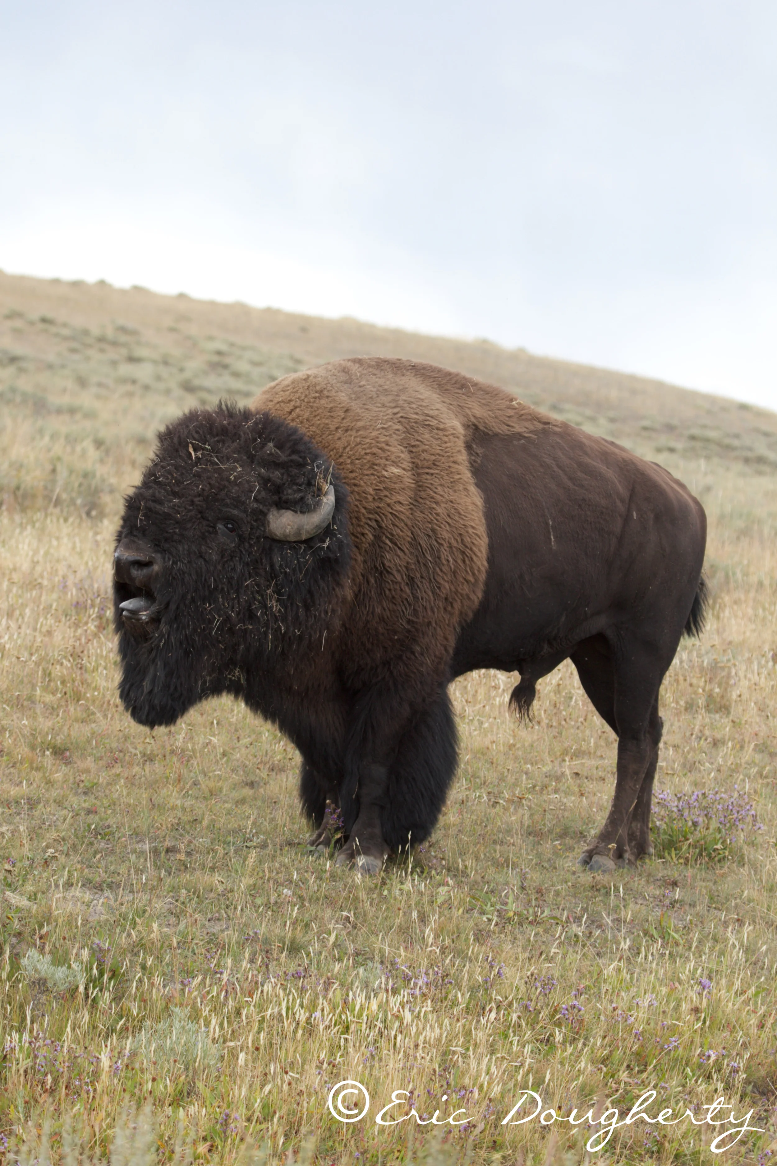 Bison Grunting