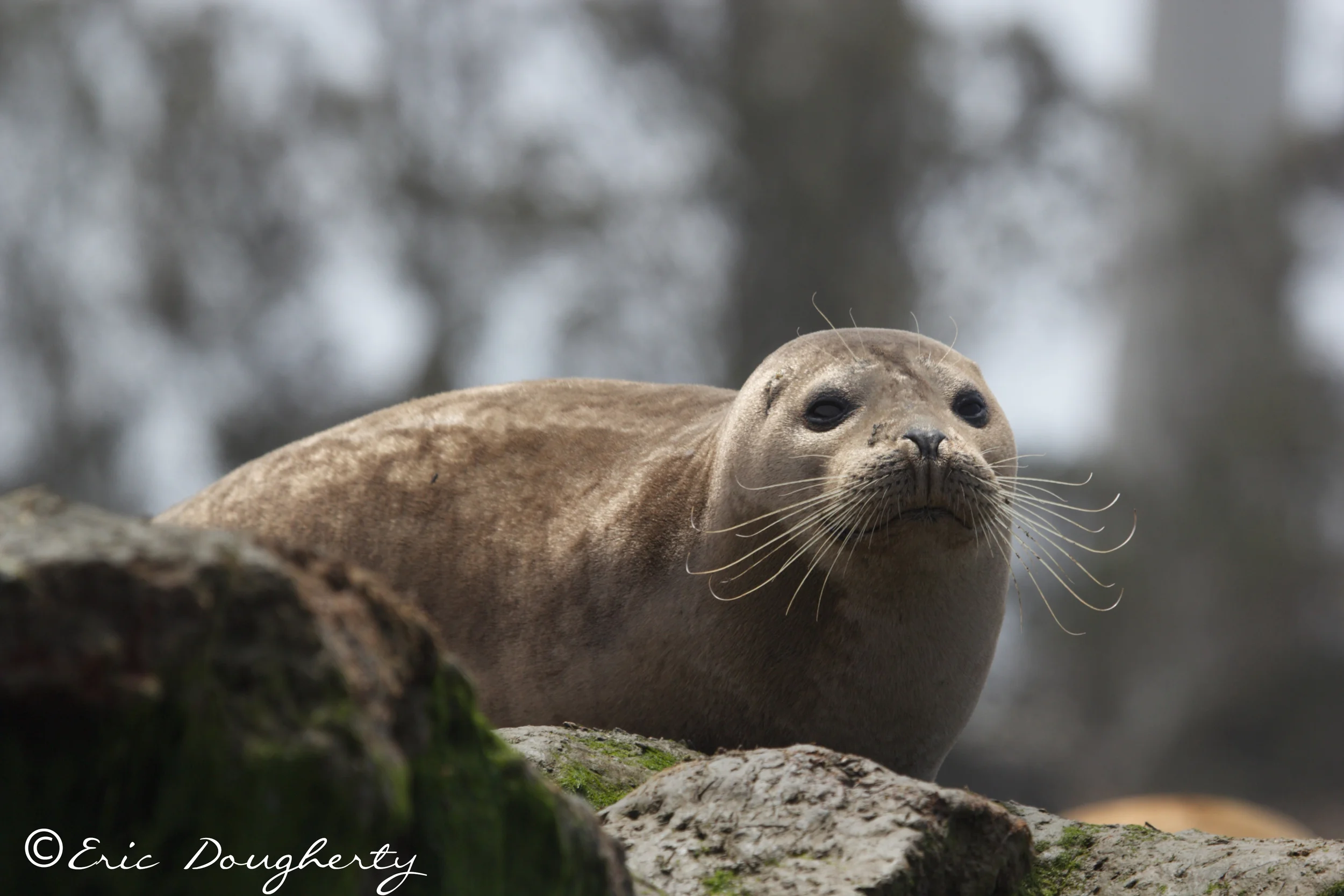 Harbor Seal