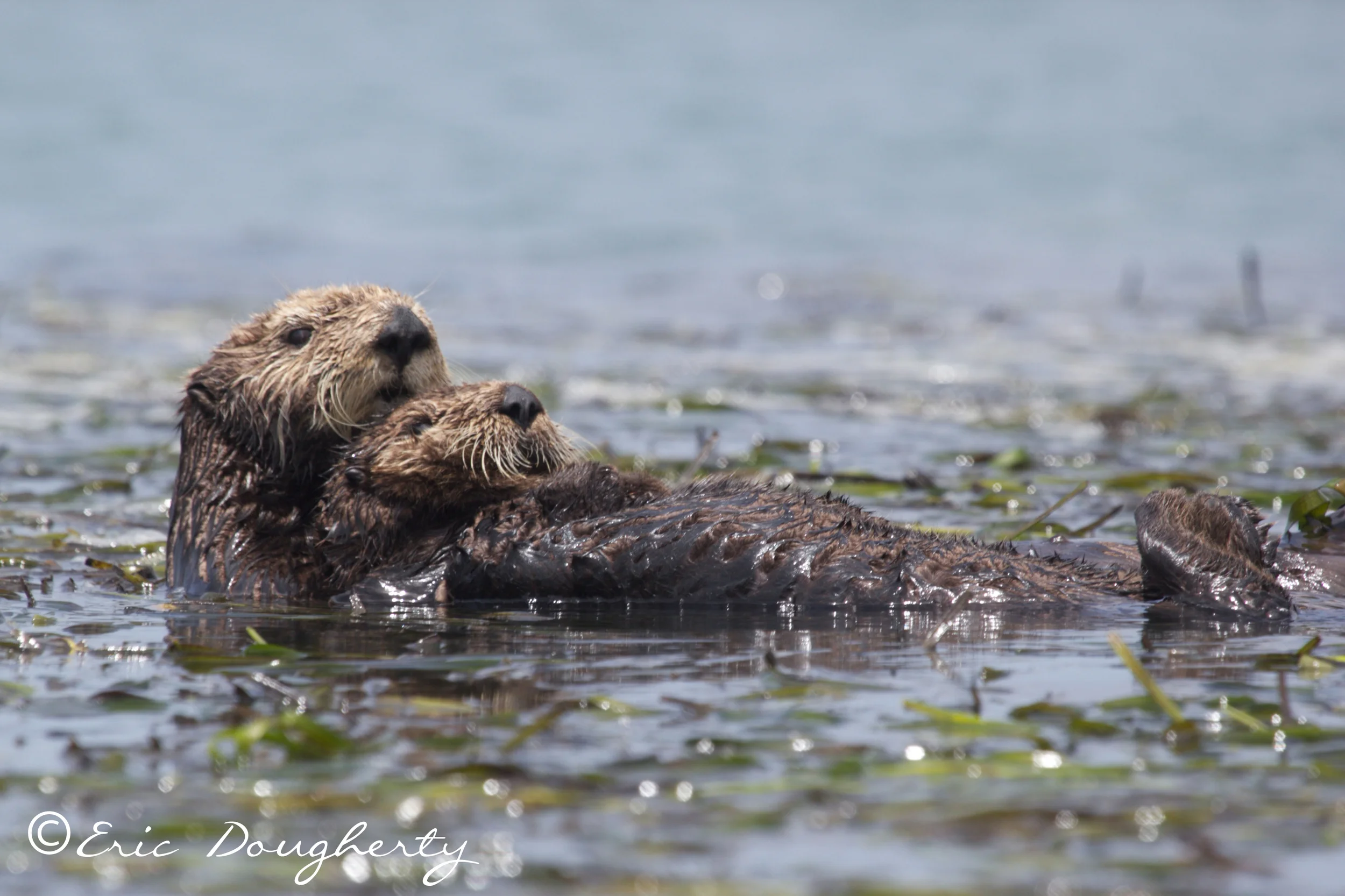 Sea Otter Mother and Pup