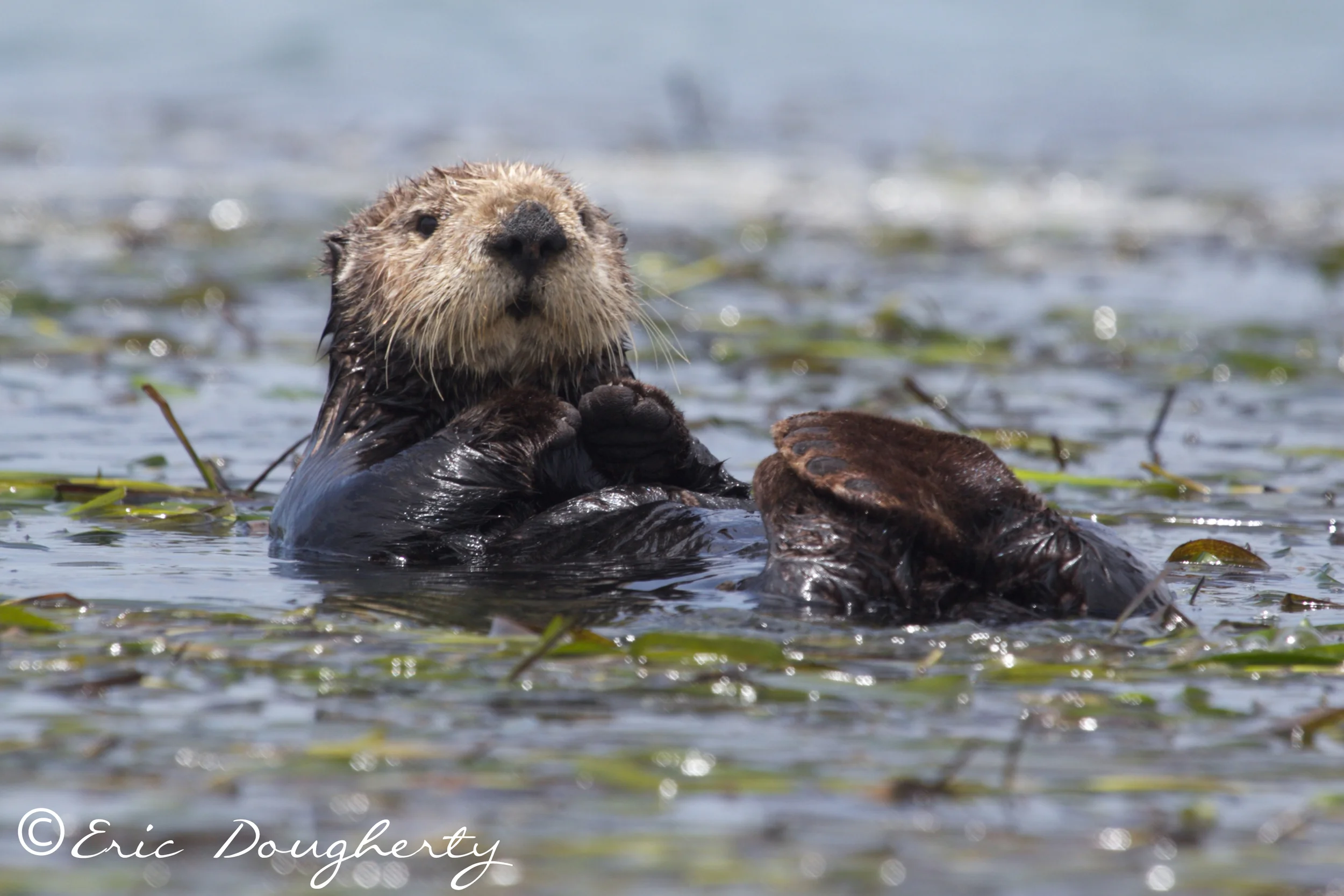 Sea Otter