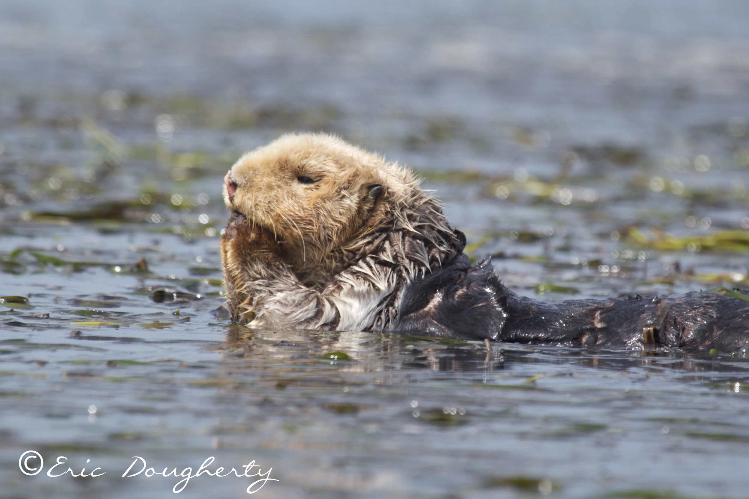 Sea Otter Roll