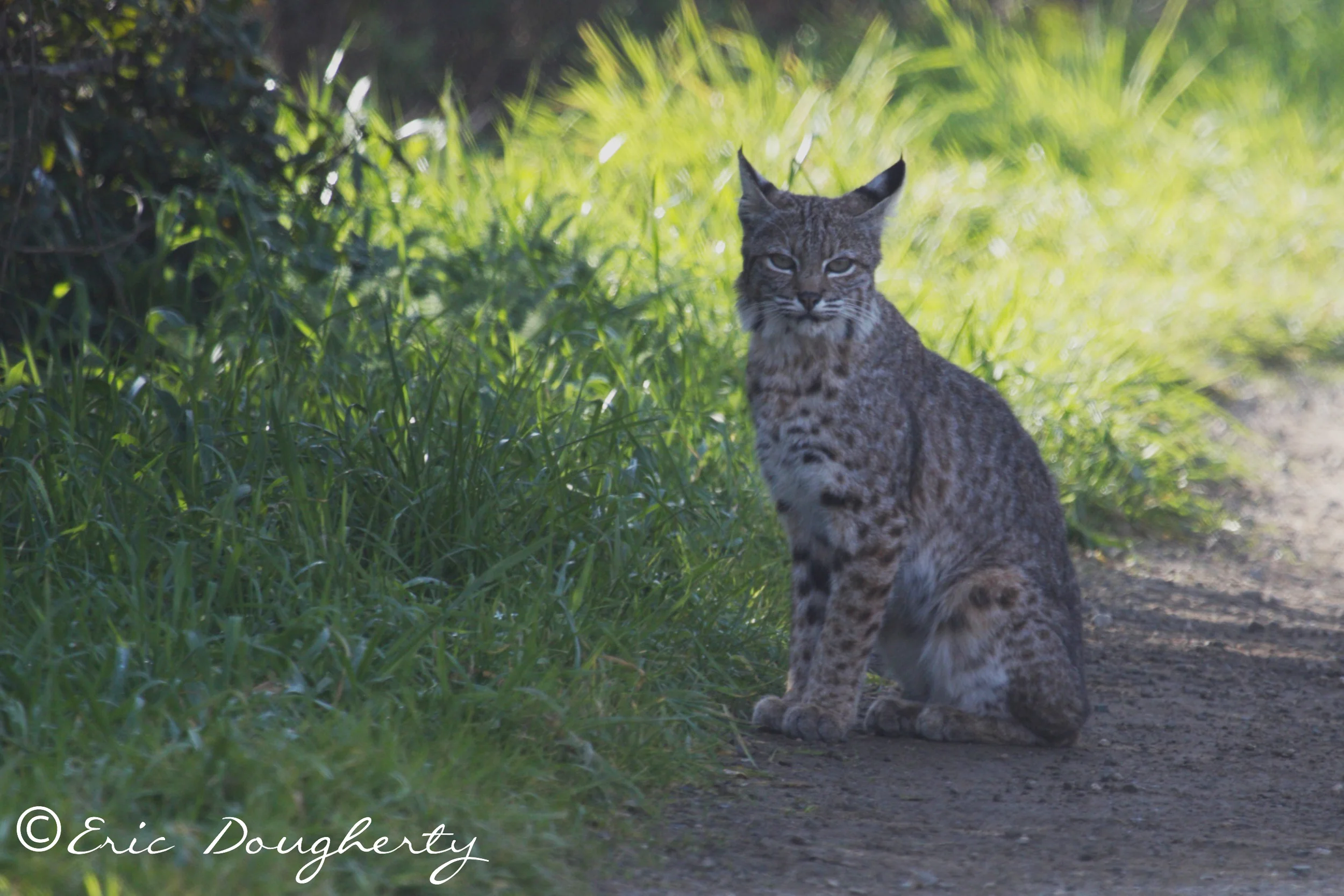 Bobcat