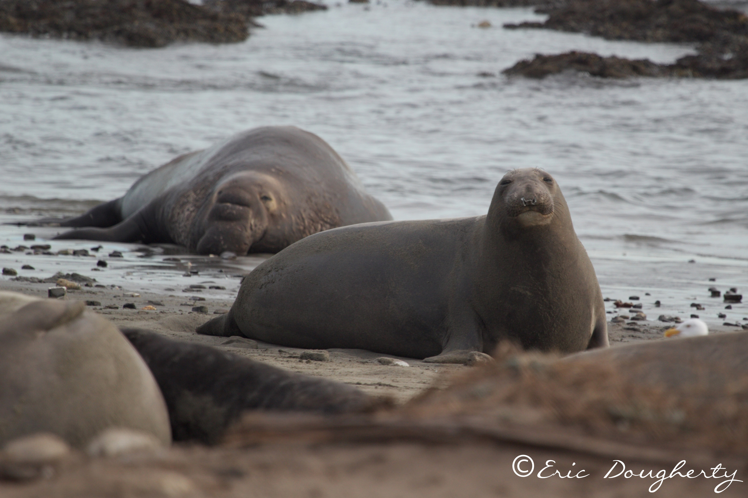 Male and Female Elephant Seals