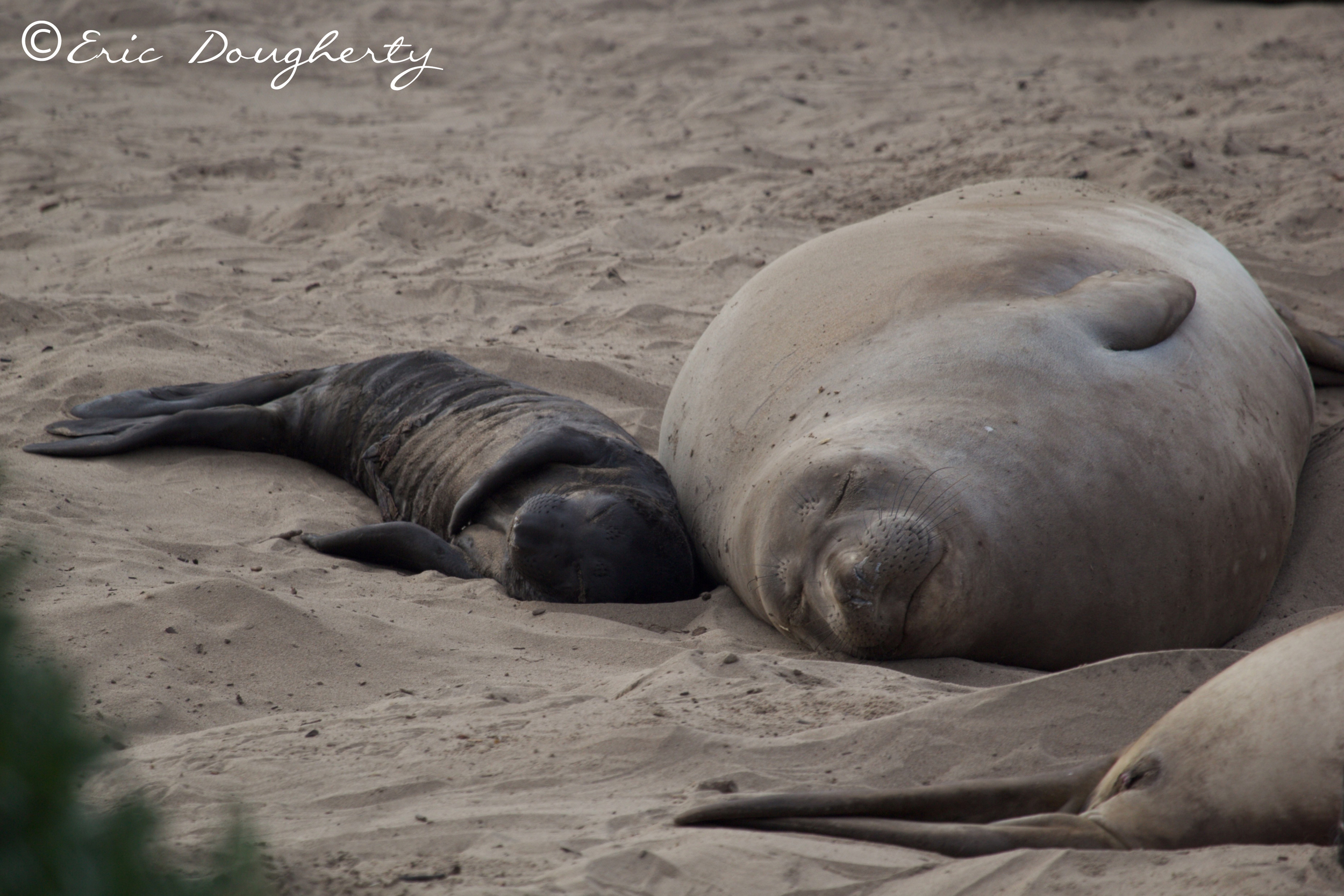 Elephant Seal Mother and Pup