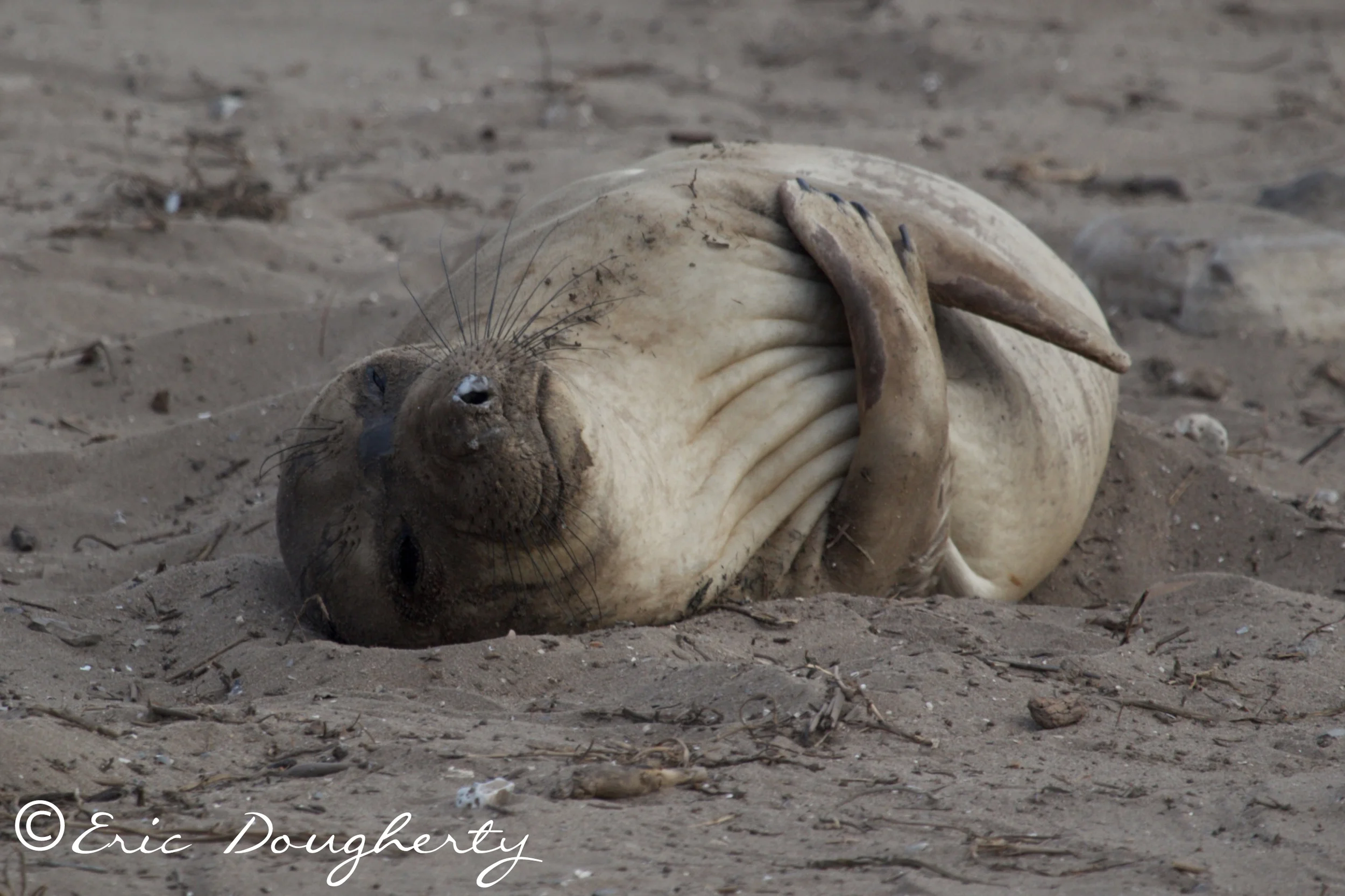 Juvenile Elephant Seal Nap