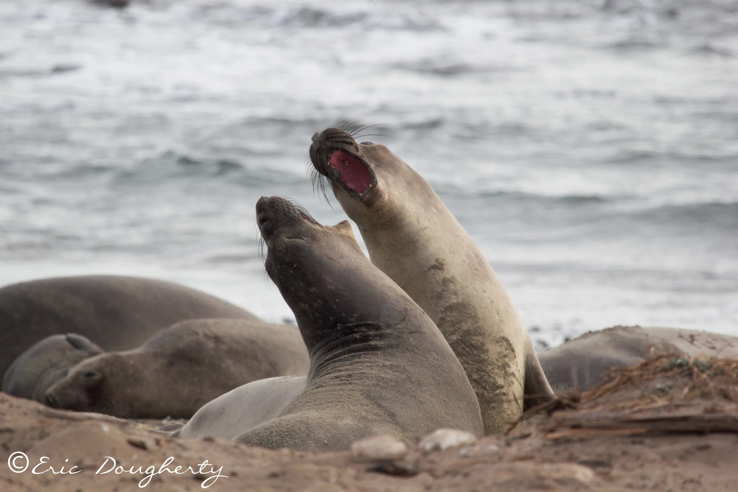 Female Elephant Seal Fight