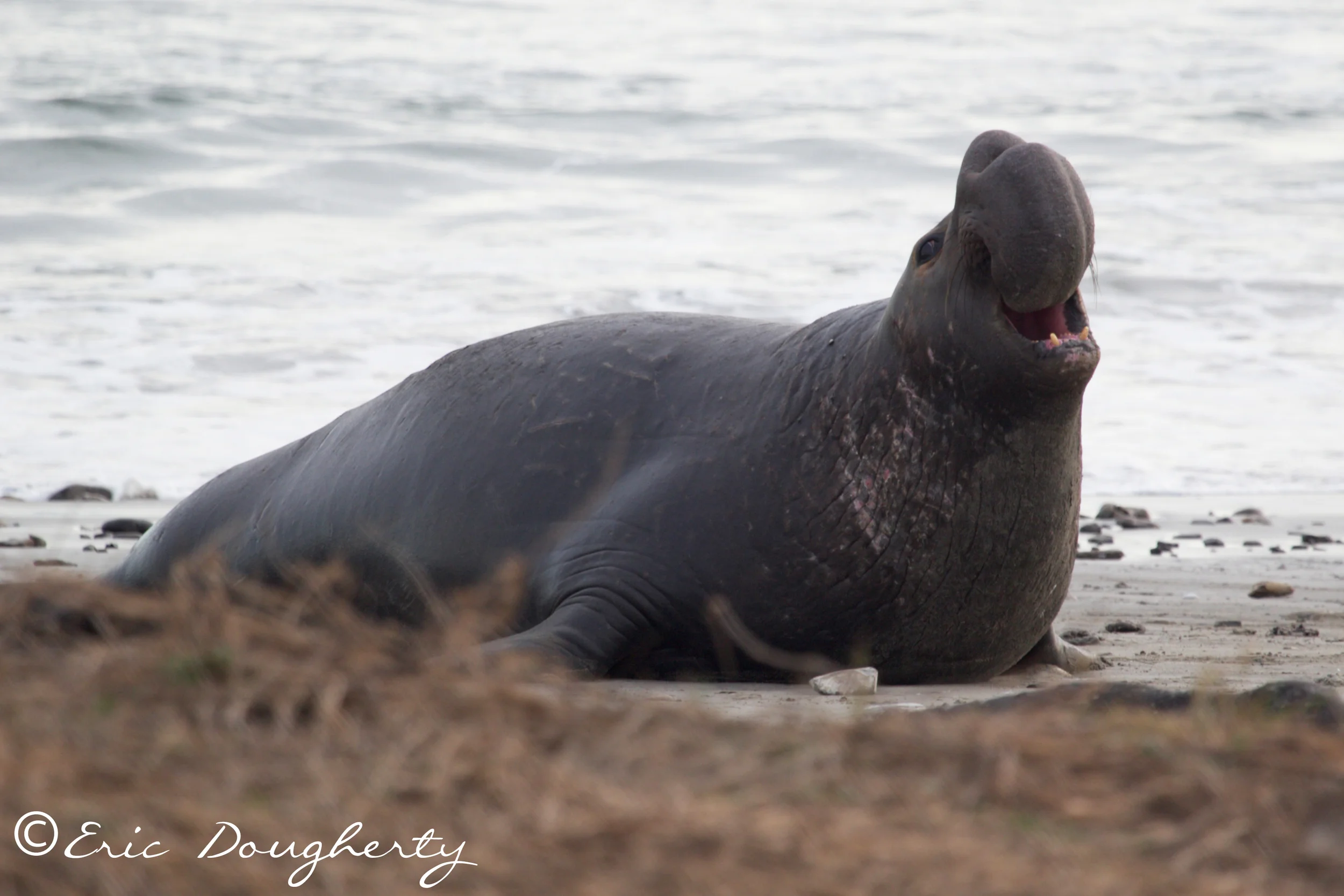 Bull Elephant Seal Challenge