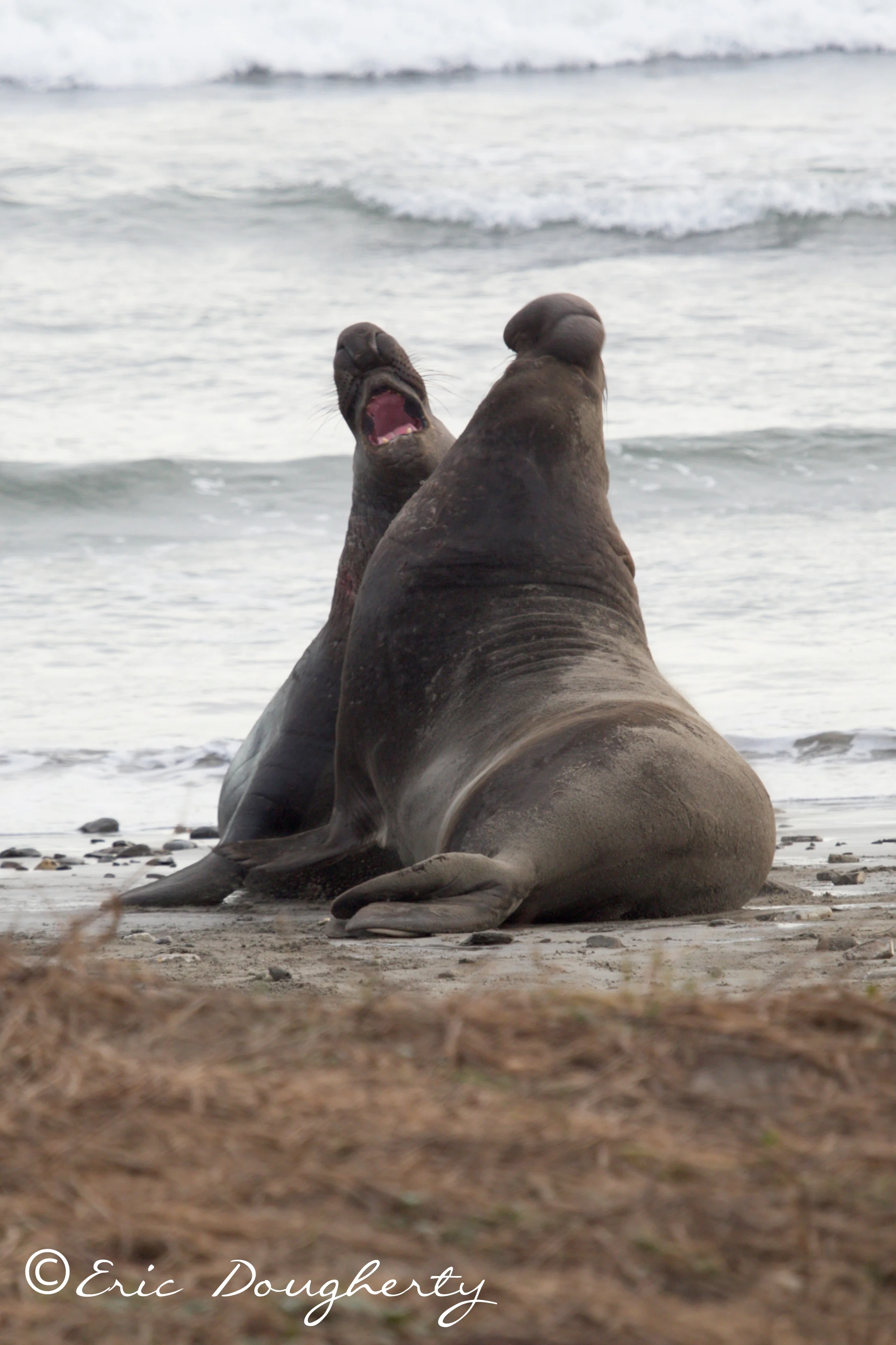 Bull Elephant Seal Battle