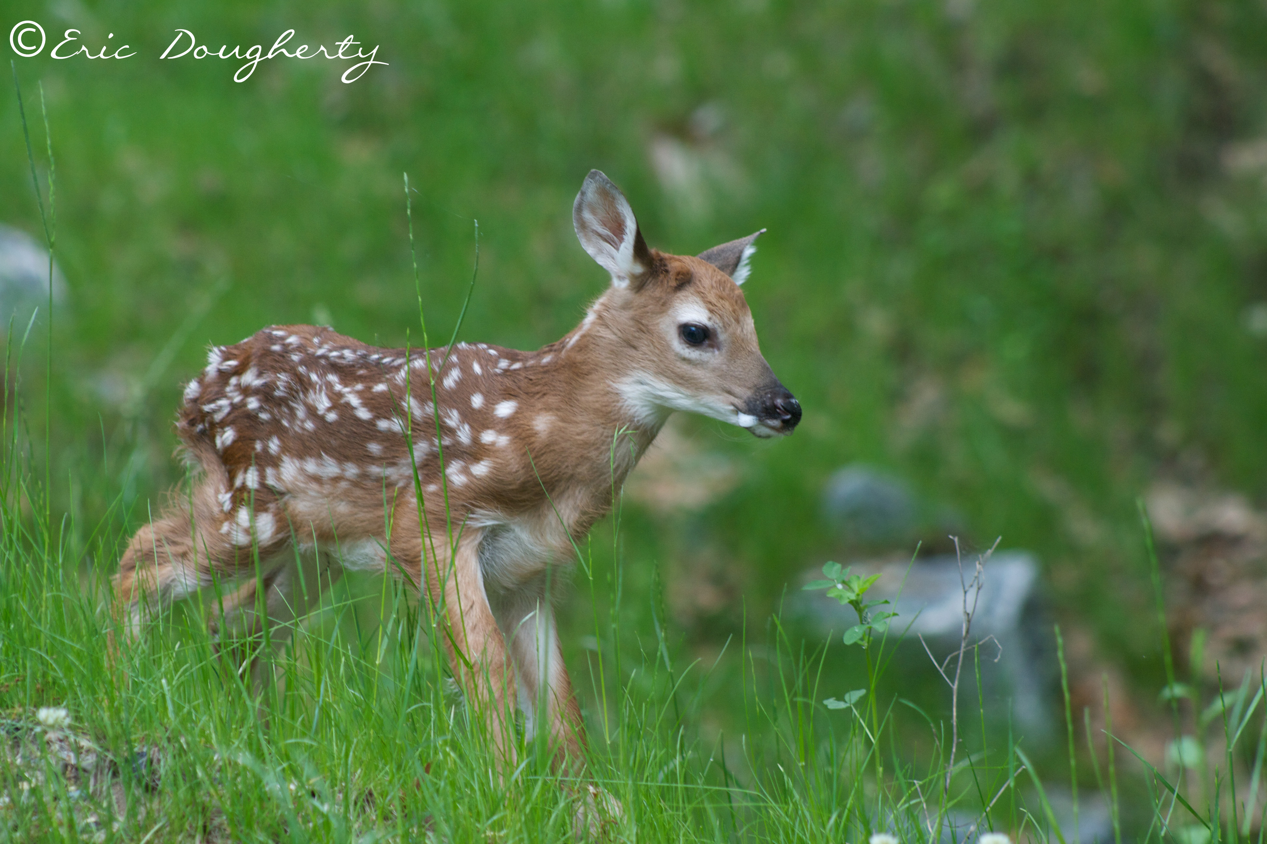 White-tailed Deer Faun