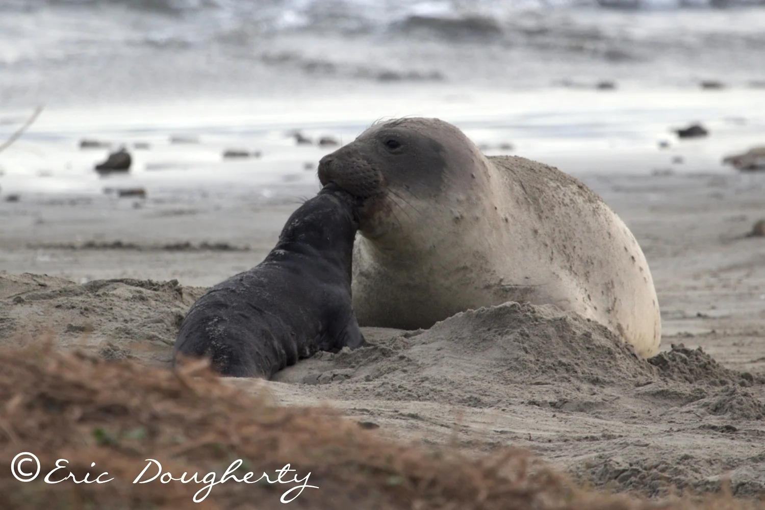 Elephant Seal Mother and Pup Kiss
