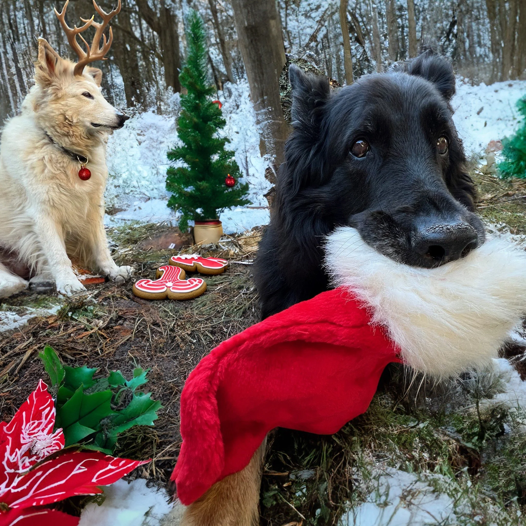 Sending Happy Holidays and 💛 to you all from me and my fabulous Reindeers Barkly &amp; Nova!!!

💛💛💛