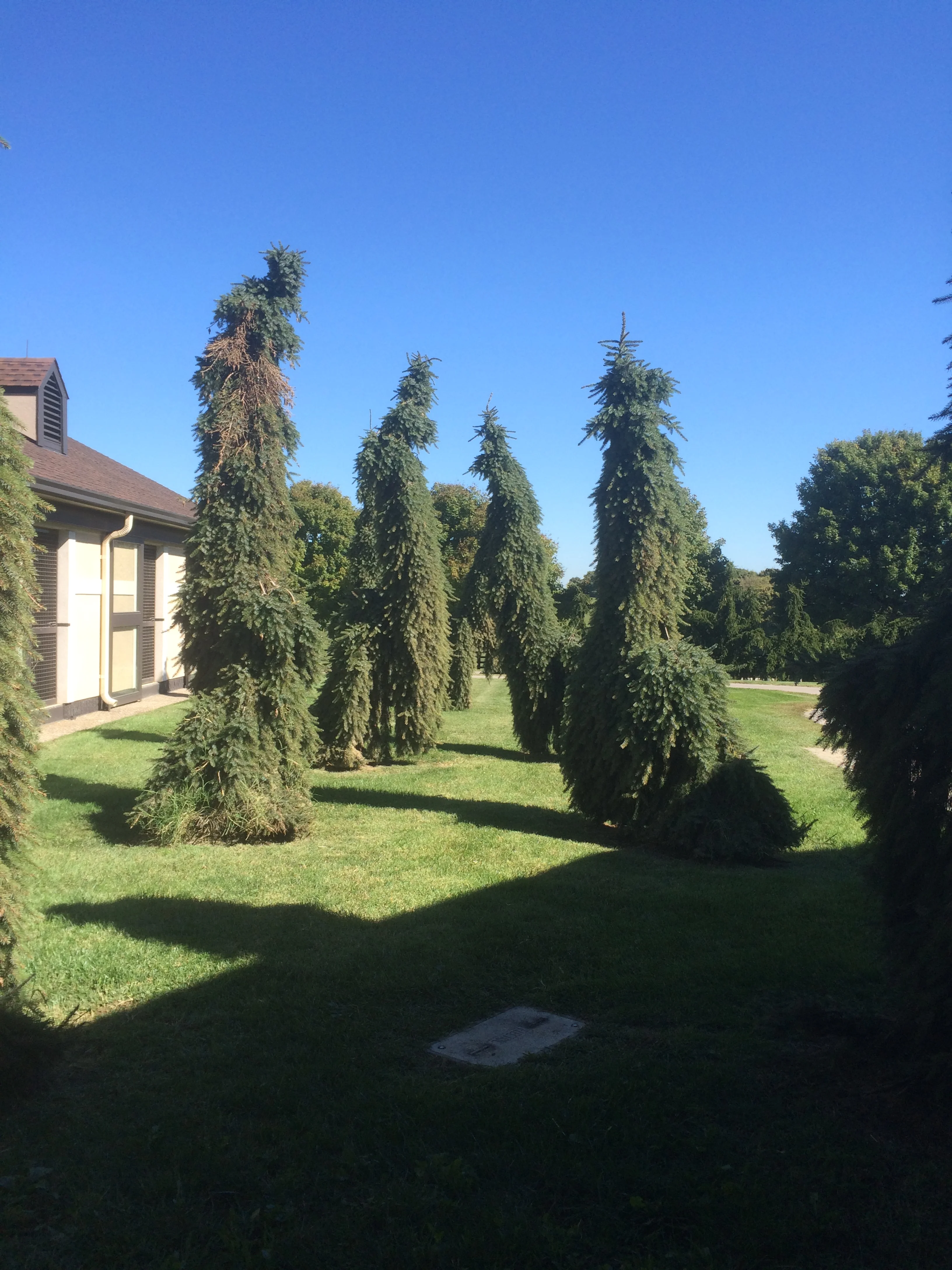 Weeping Norway Spruce trees at Dubai Millennium