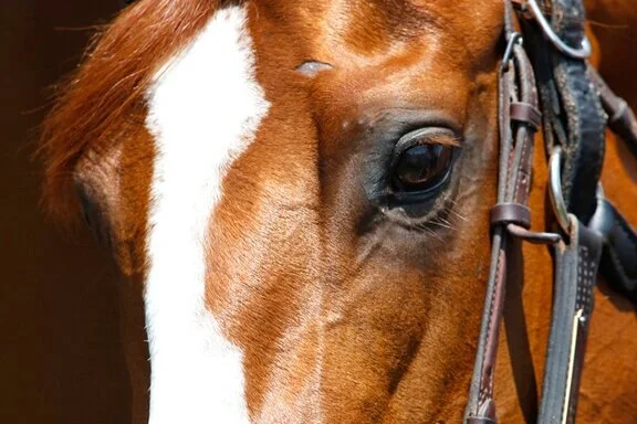 Justify+Up+Close.jpg