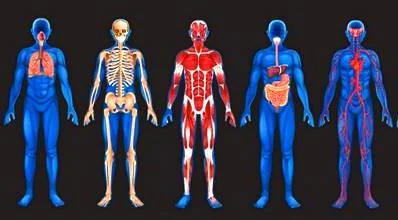 Body Imaging