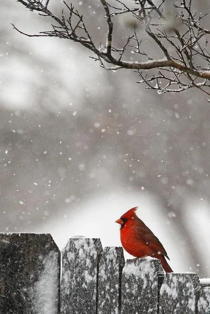 Closed for the Holiday