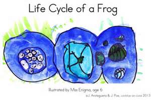 aha-frog vs toad.jpg
