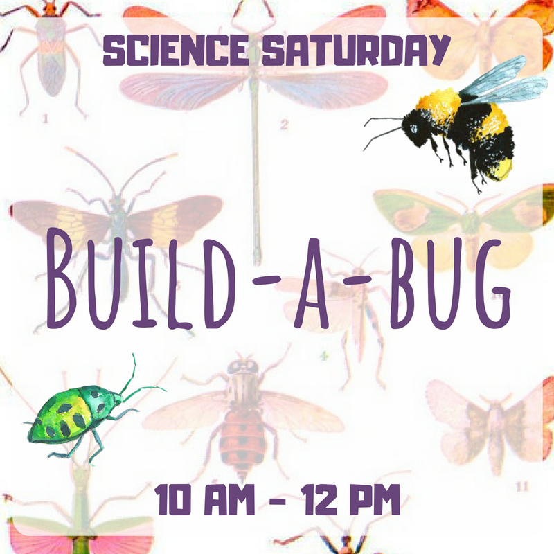 SCIENCE SATURDAY Build A Bug.png
