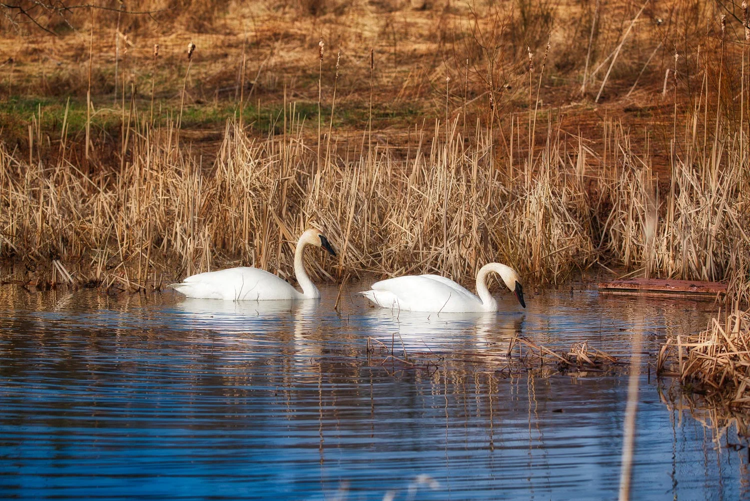 breeding pair-.jpg