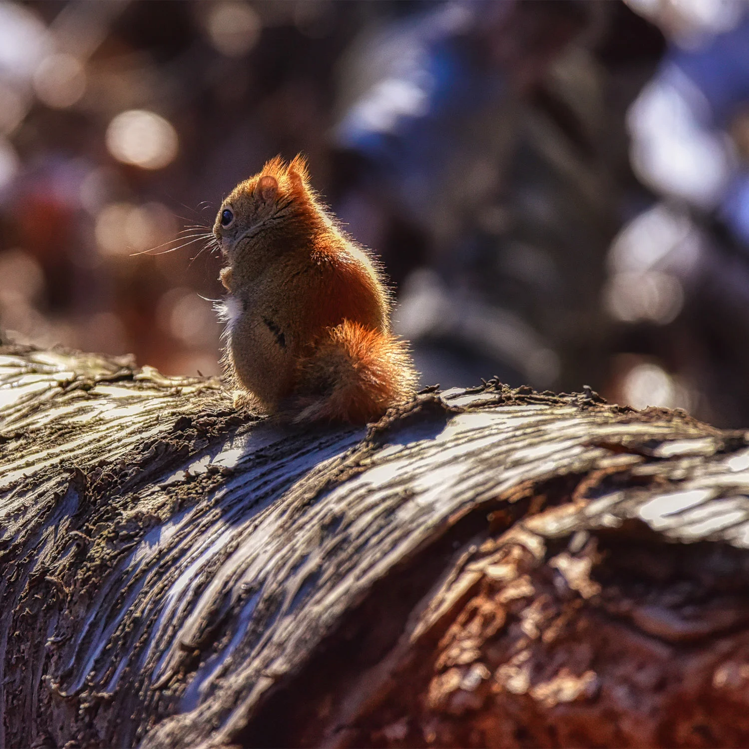 red squirrel-.jpg