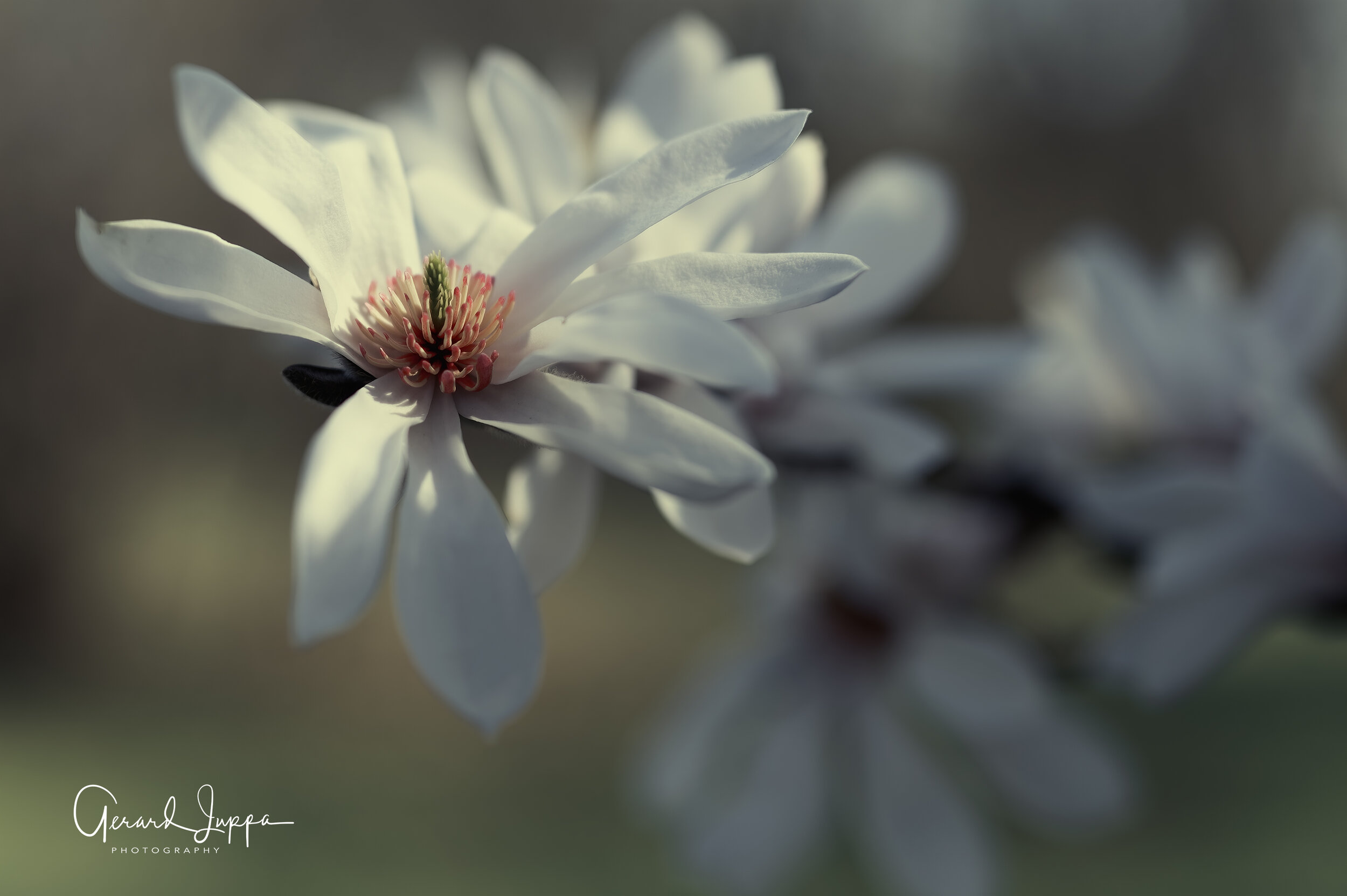 Star Magnolia.jpg