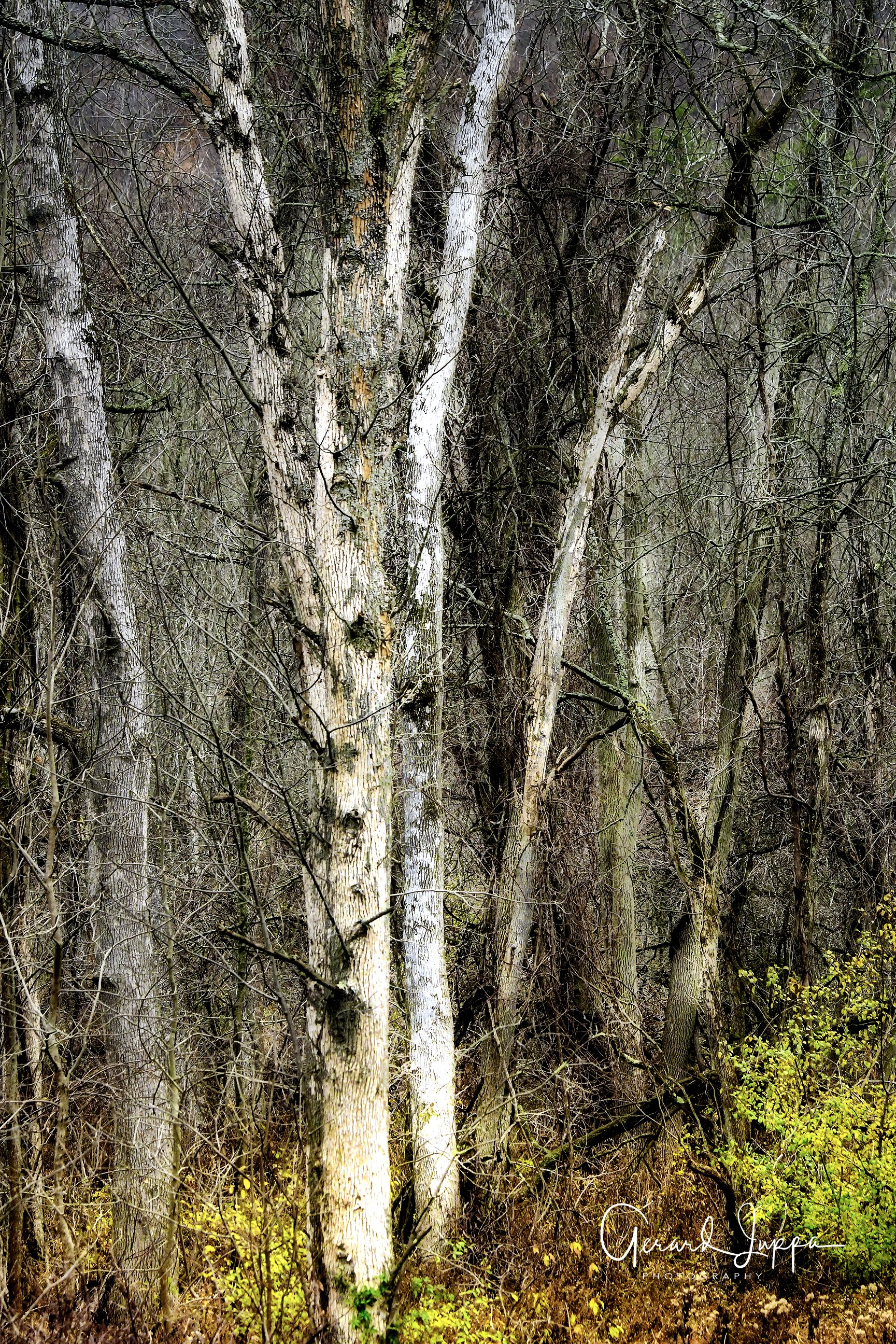 Woodlands.2.jpg