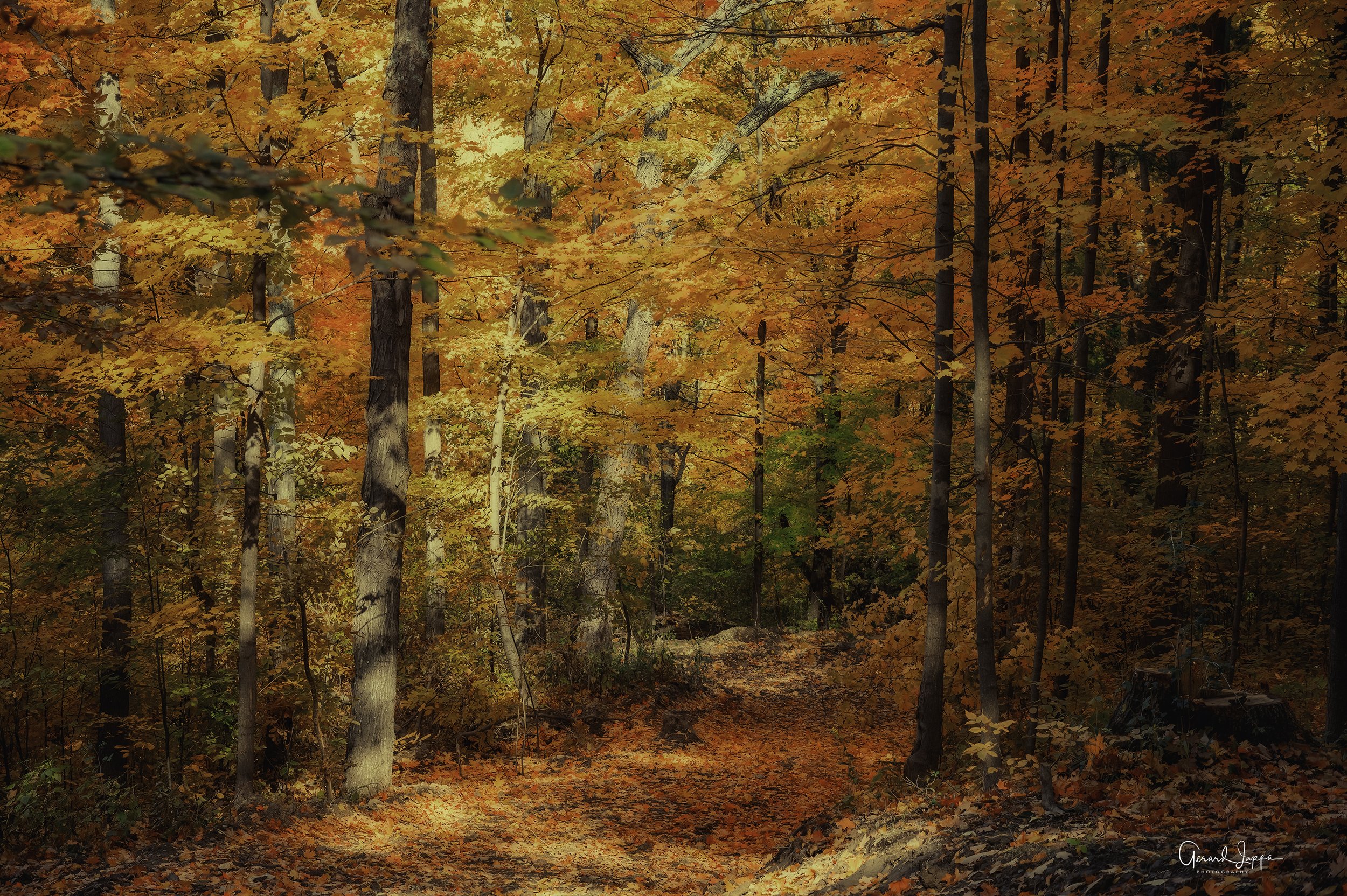 Maple Leaf Trail.jpg