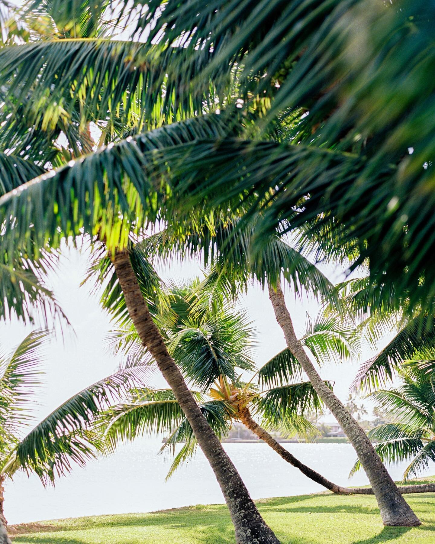 Happy hump day! I know I&rsquo;m not the only one wishing I was chilling under some palm trees and thinking of fresh ideas for my couples!
⠀⠀⠀⠀⠀⠀⠀⠀⠀
Photography: @agoodwin1