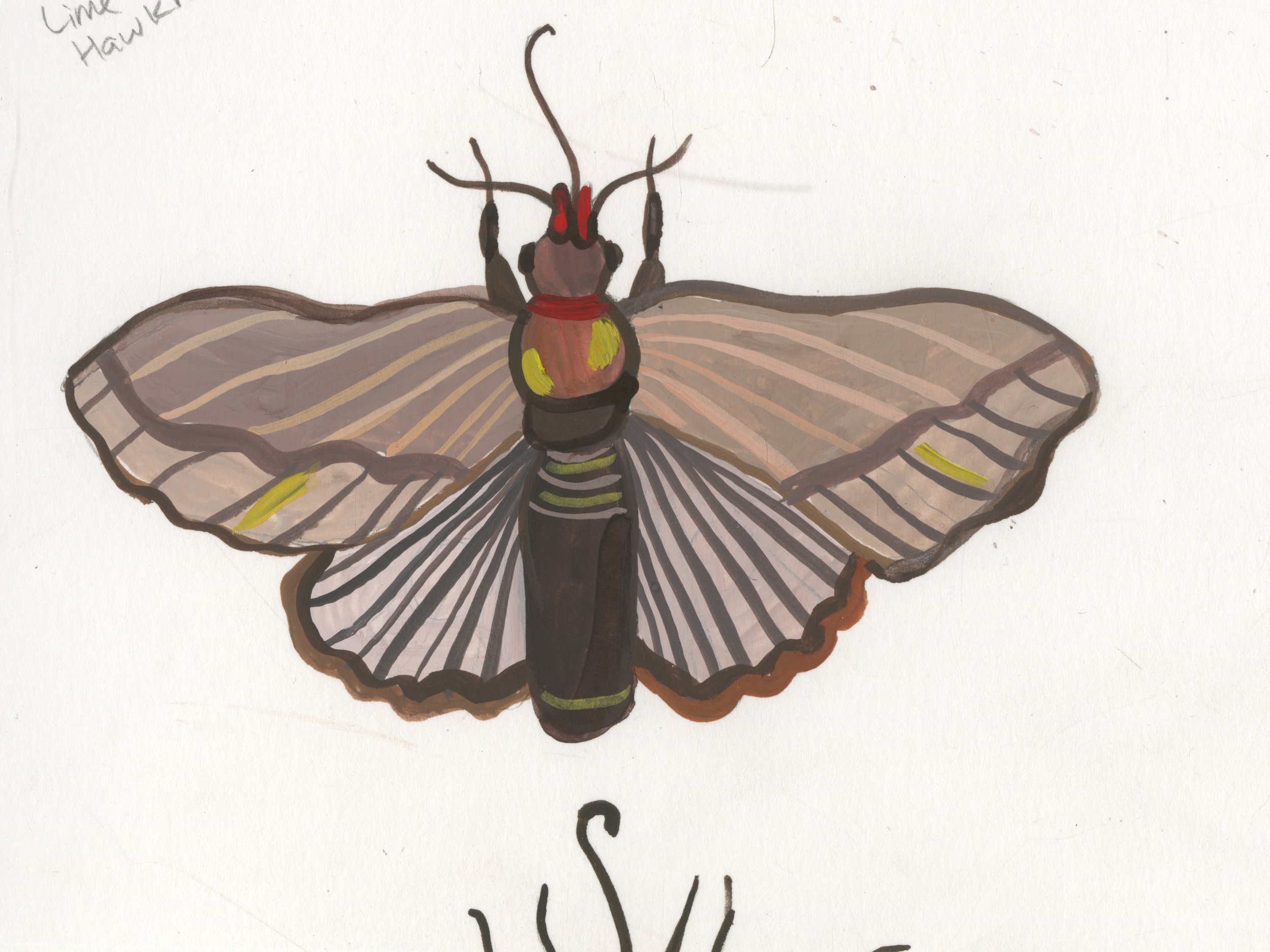 moth 1.jpeg