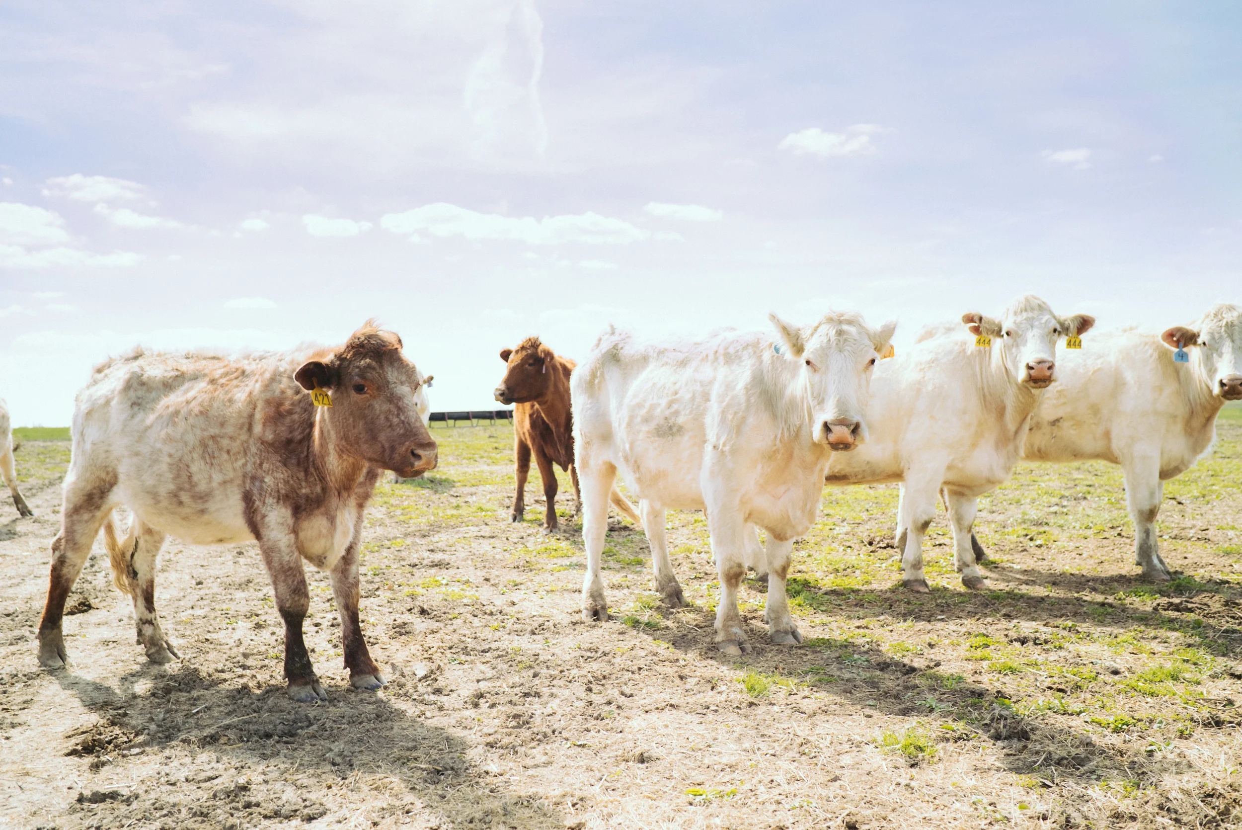 At the mercy of the herd in Arbela, MO.