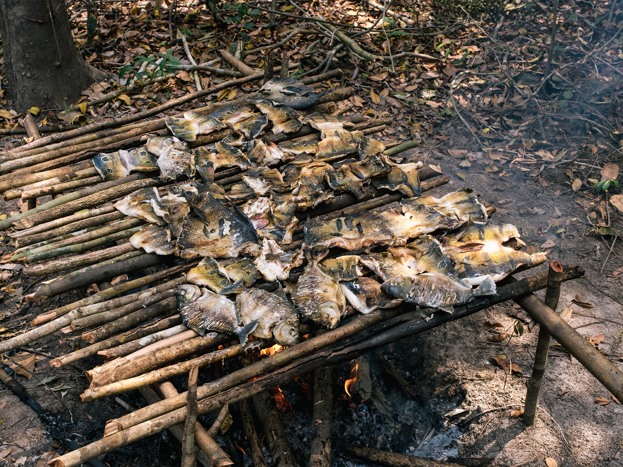 Grilling piranhas and peacock bass.