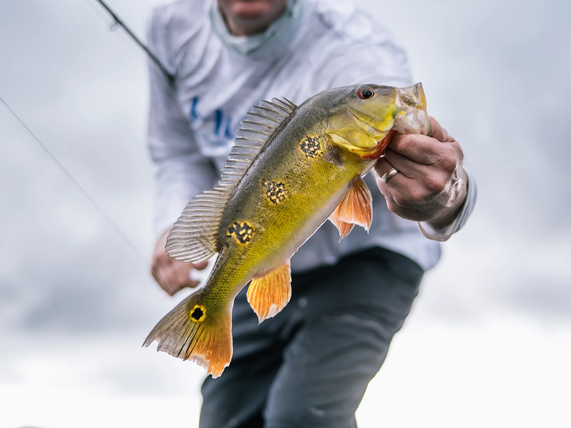 One of the many throwback peacock bass we caught. Unfortunately I think this little guy was quickly eaten by a river dolphin that had been hiding under our boat waiting for a free meal.