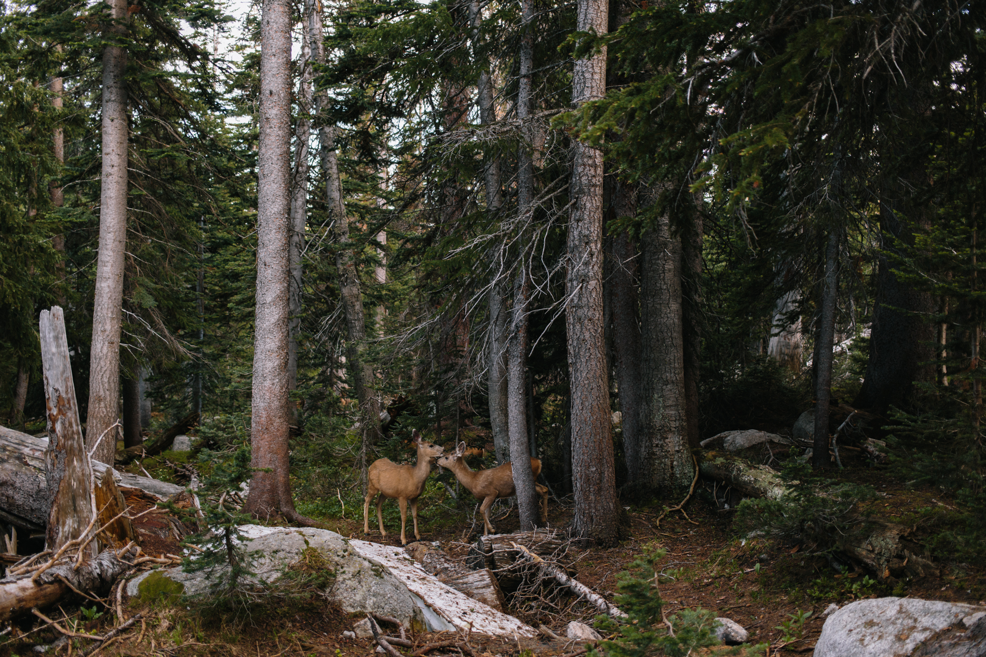 Shortly after our return, we were greeted by some curious guests.
