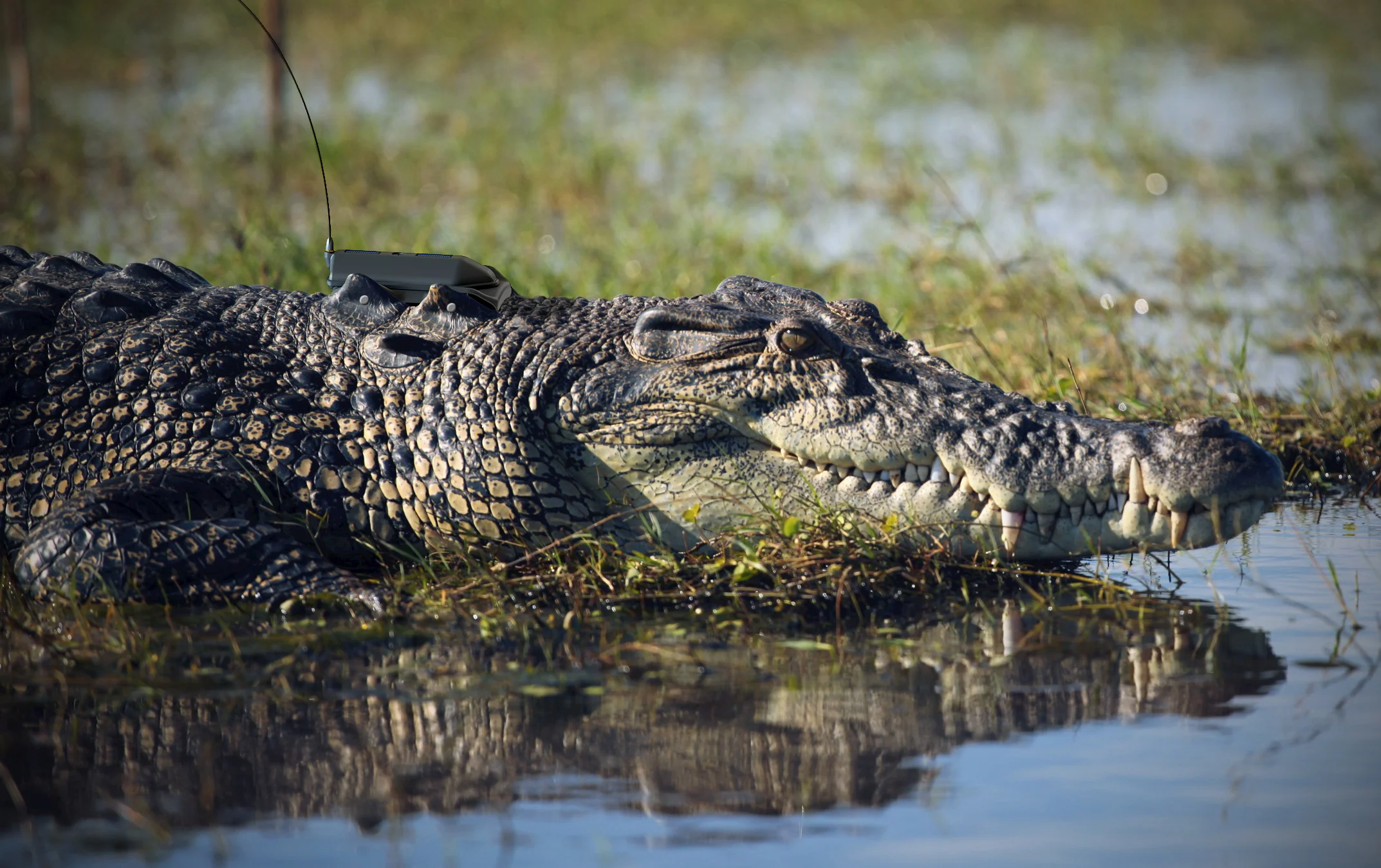 ELLIOTT_MURRAY_CROCTEC_RENDER_IN CONTEXT.jpg