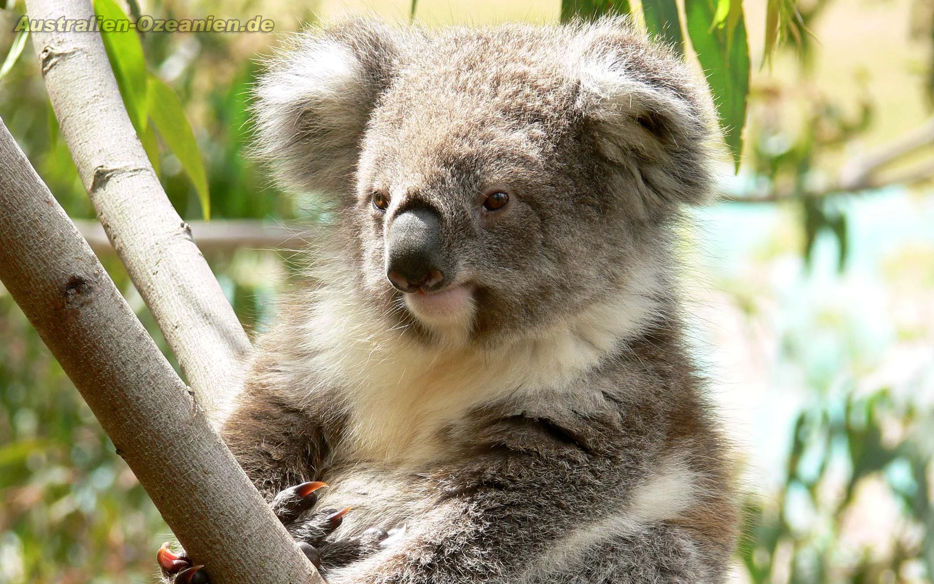 Koala-australian-animals-33682510-1920-1200.jpg