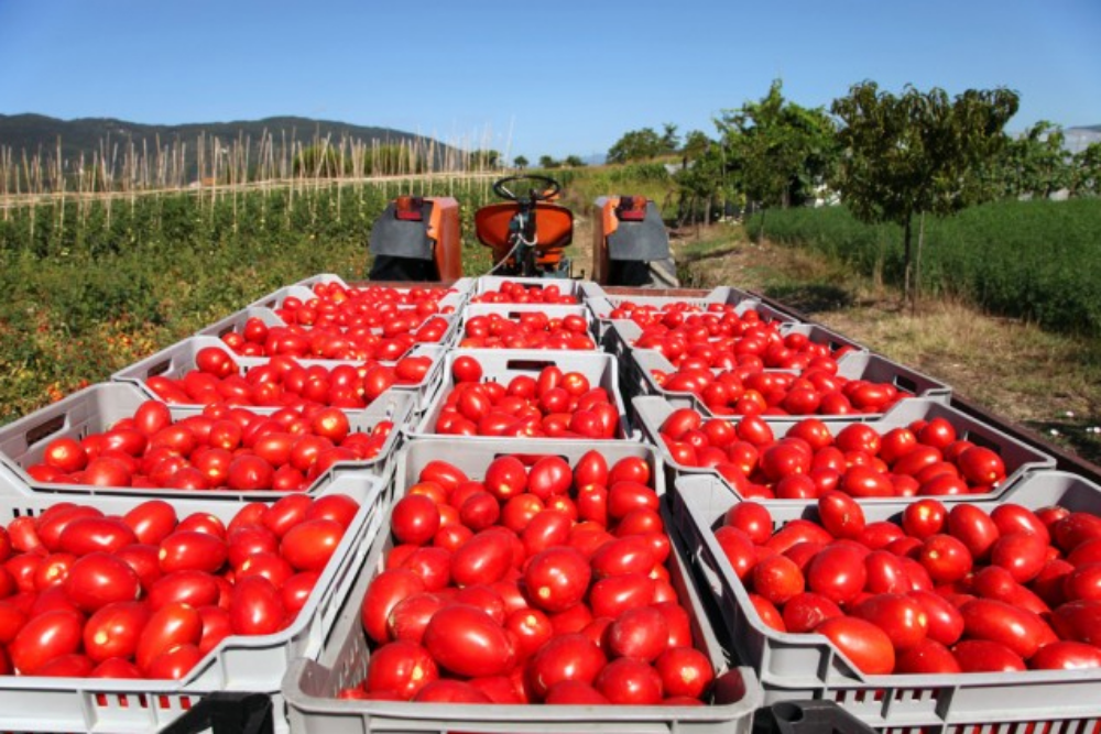 tomatoes-campbell.jpg