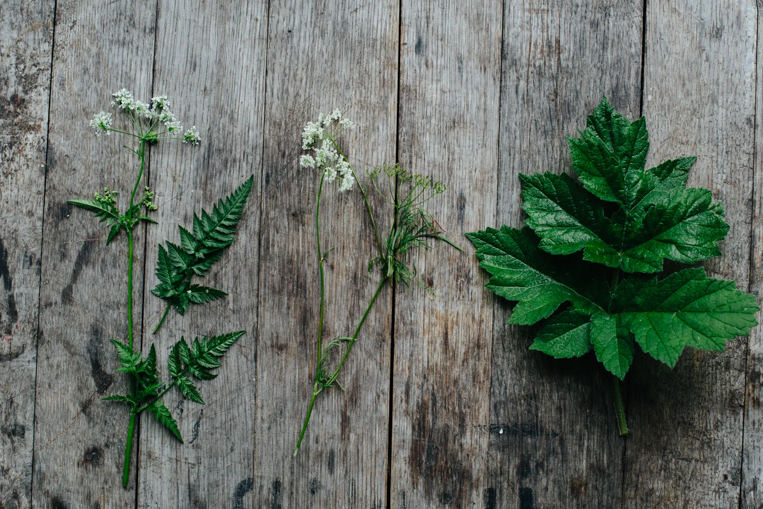From left to right: Cow Parsley, wild carrot (also good for dyeing) and hogweed leaves (no flowers are out yet)