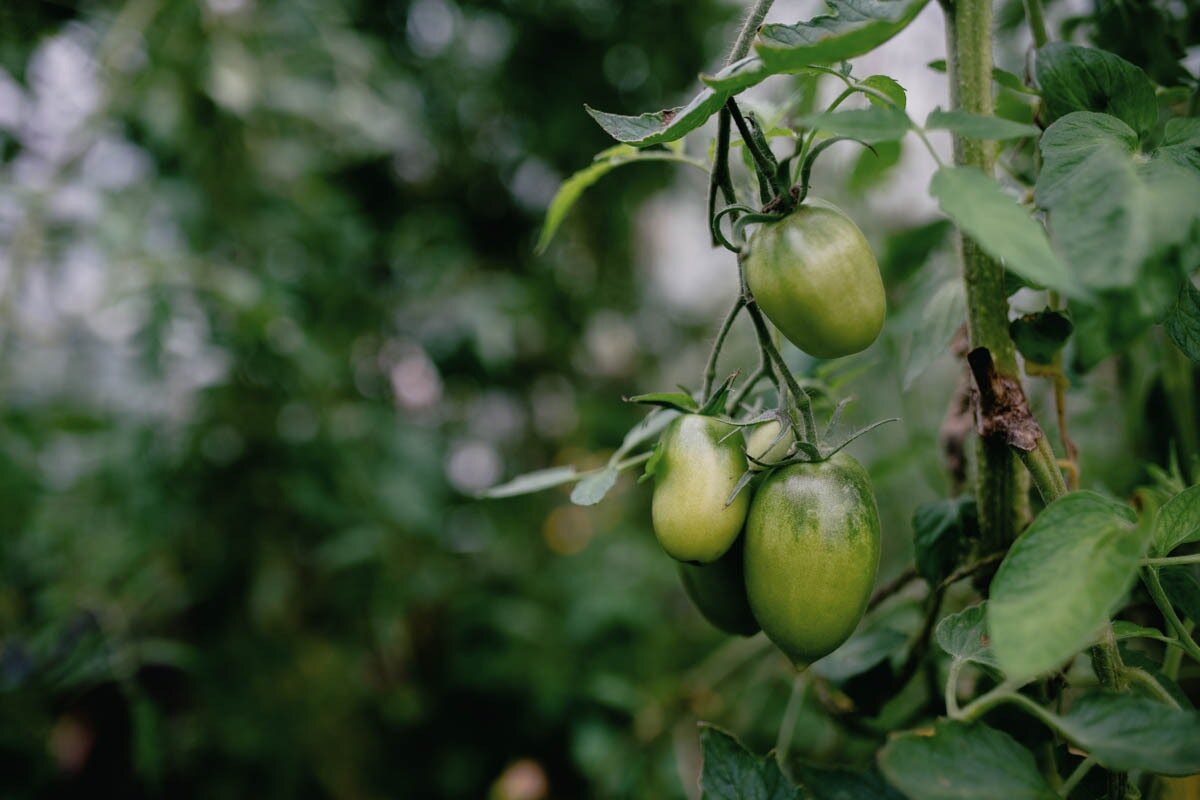 Green Tomato Salsa