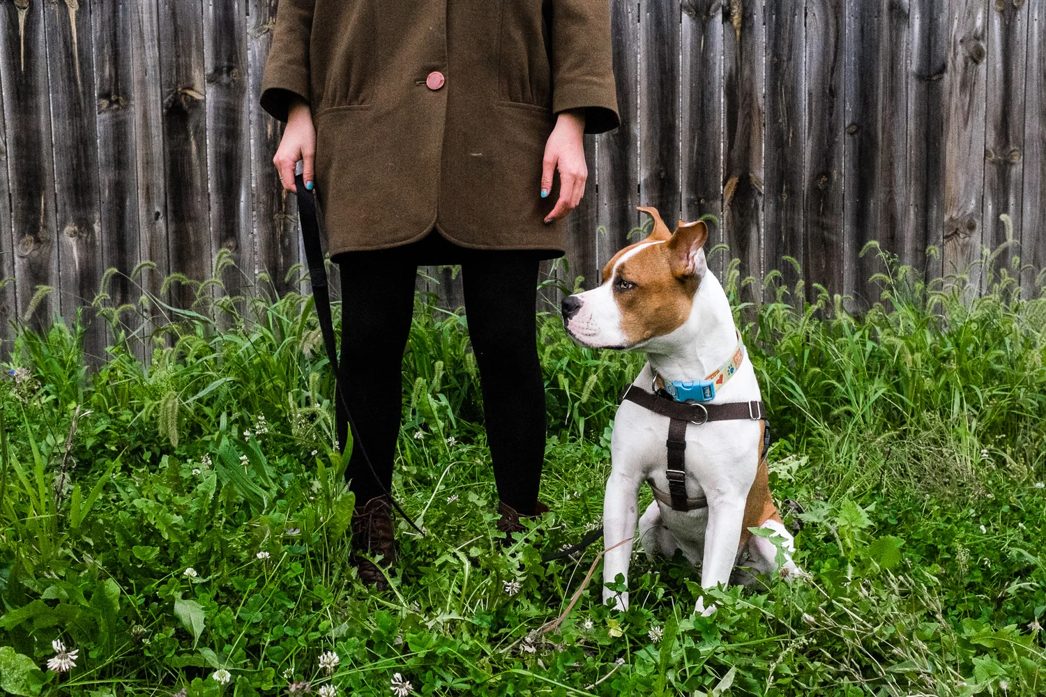 Dog portrait in yard