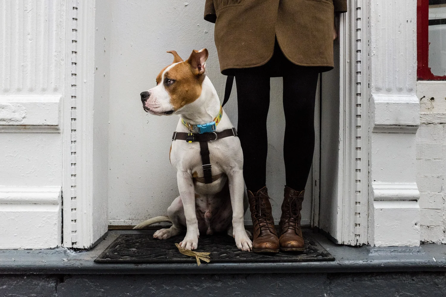 Urban dog portrait