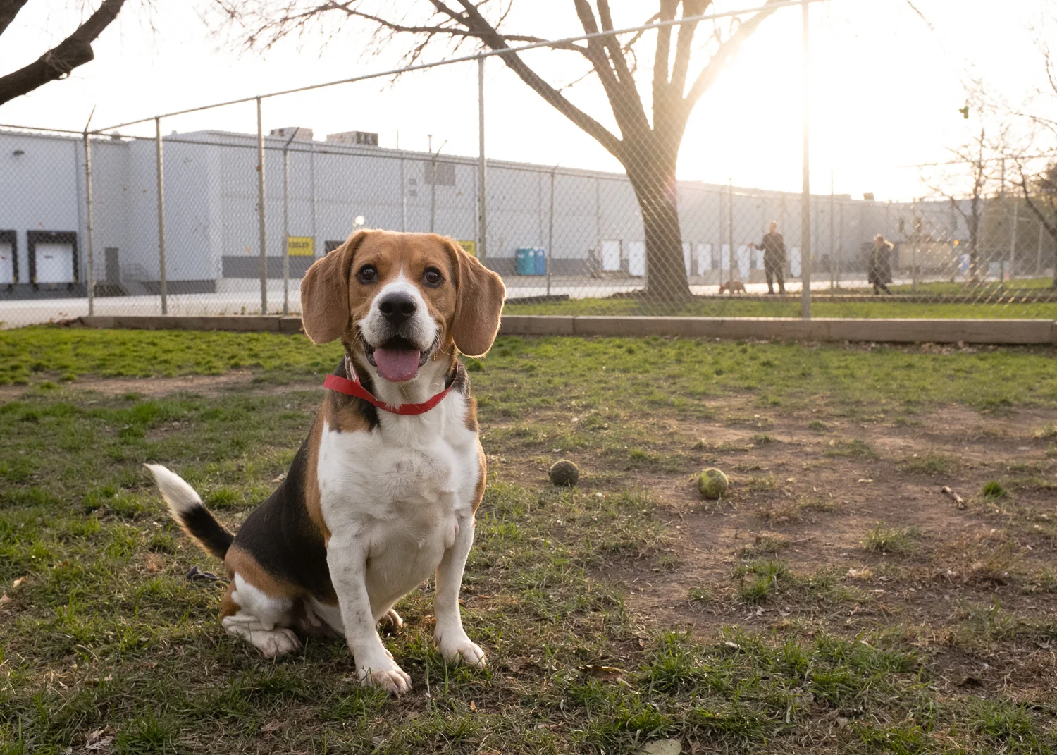 Beagle, Adoptable Dog