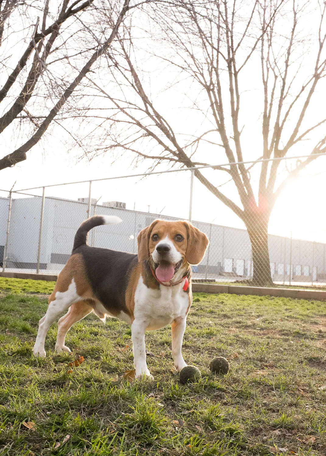 Beagle, Dopg