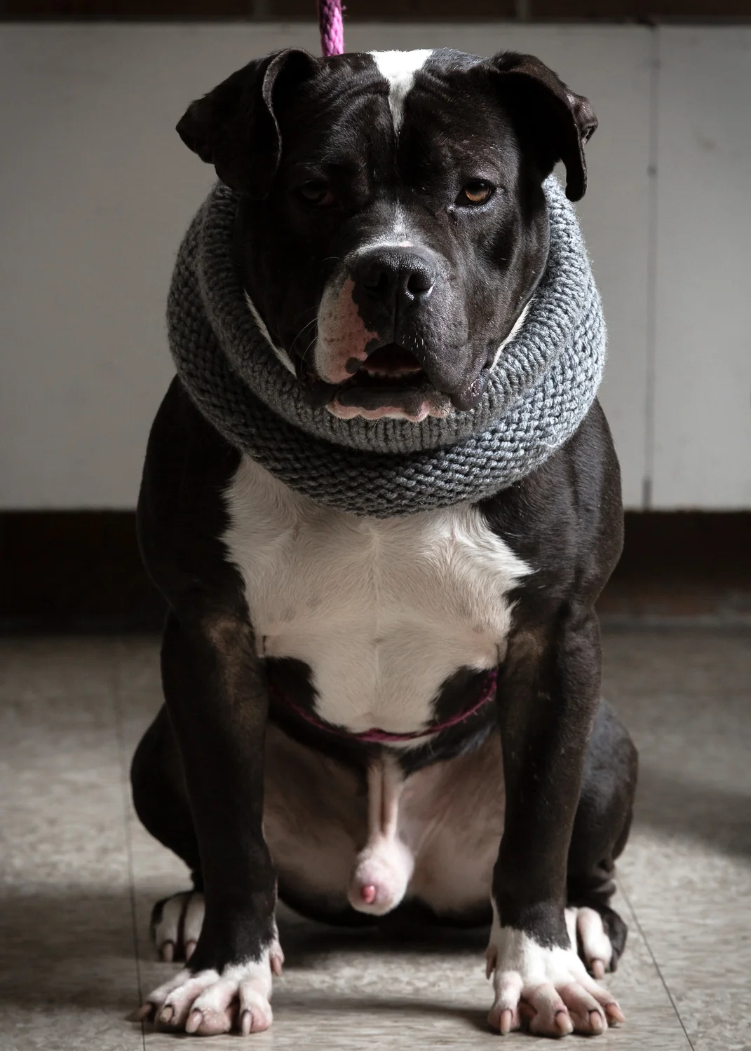 Dog Photography, American Bully