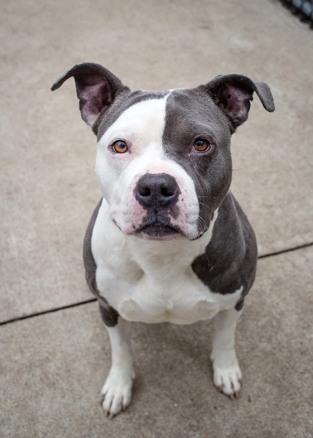 Pit Bull, Chicago dog photographer