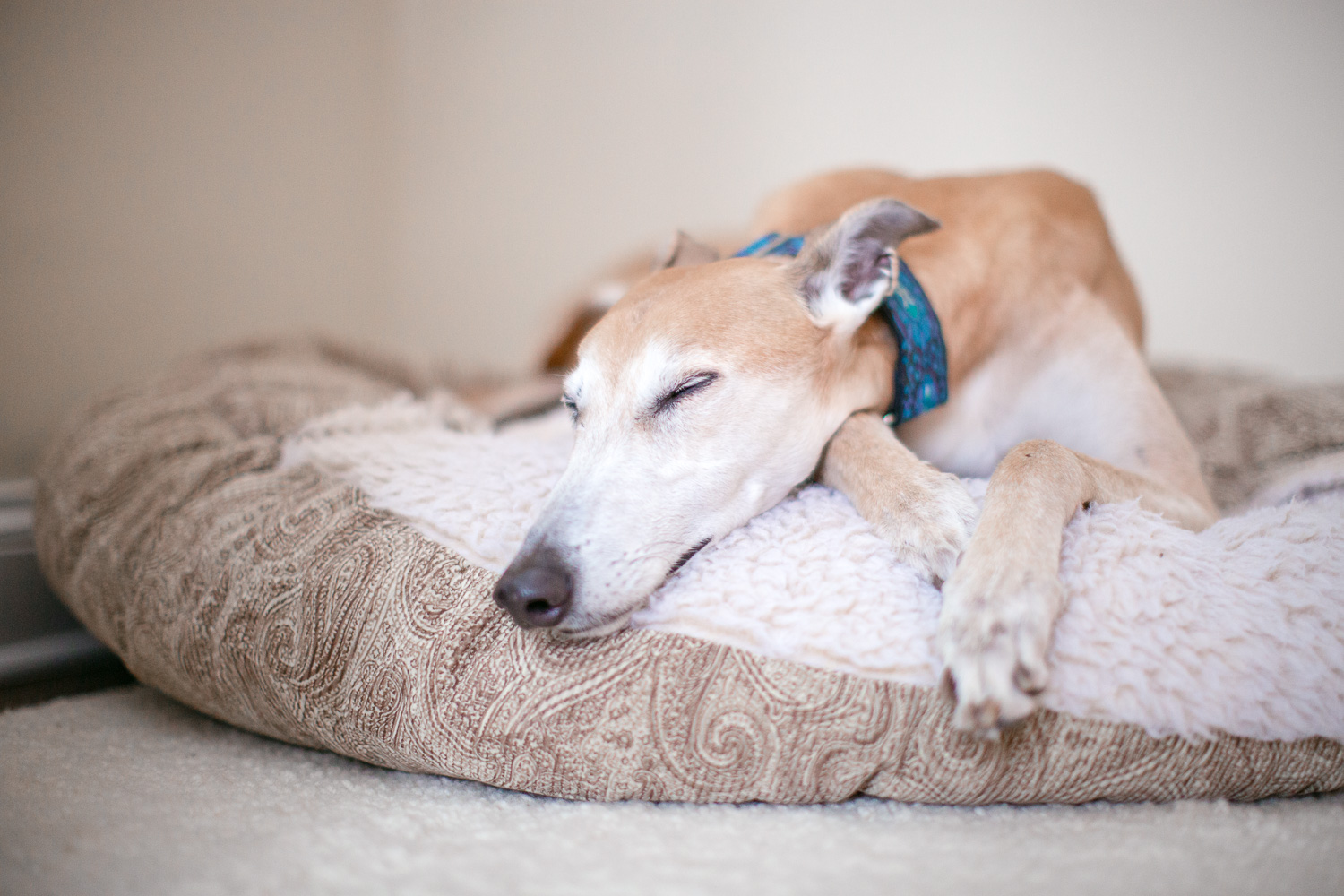 Chicago Dog Photographer