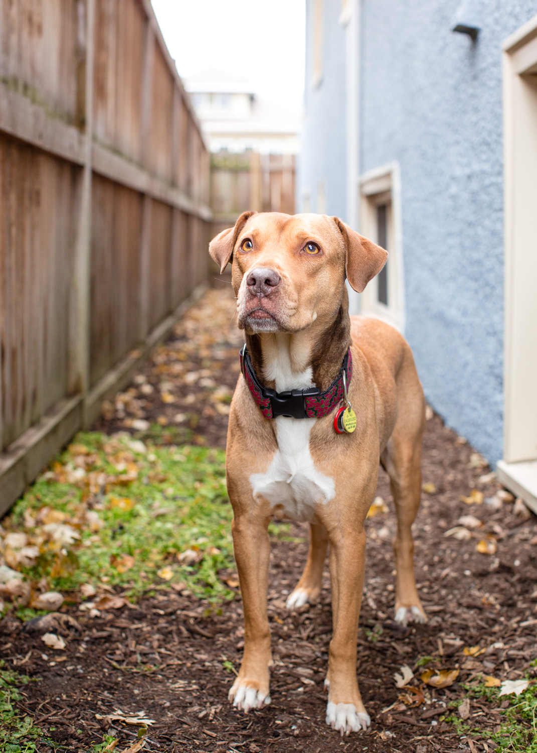 Chicago Dog Photographer