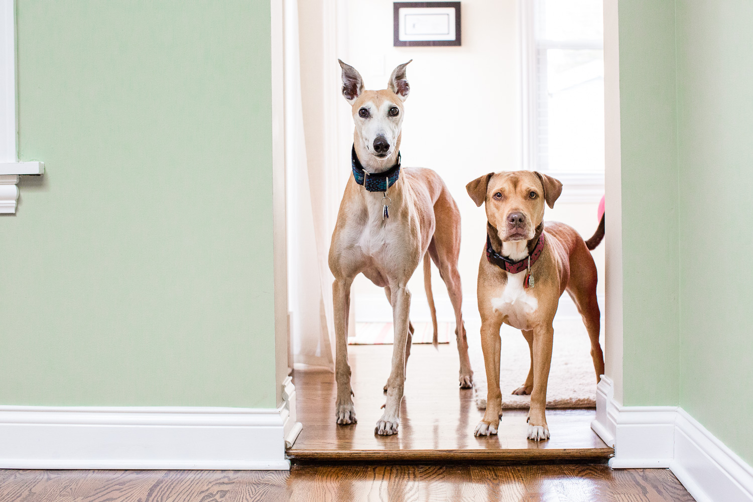 Chicago Dog Photographer