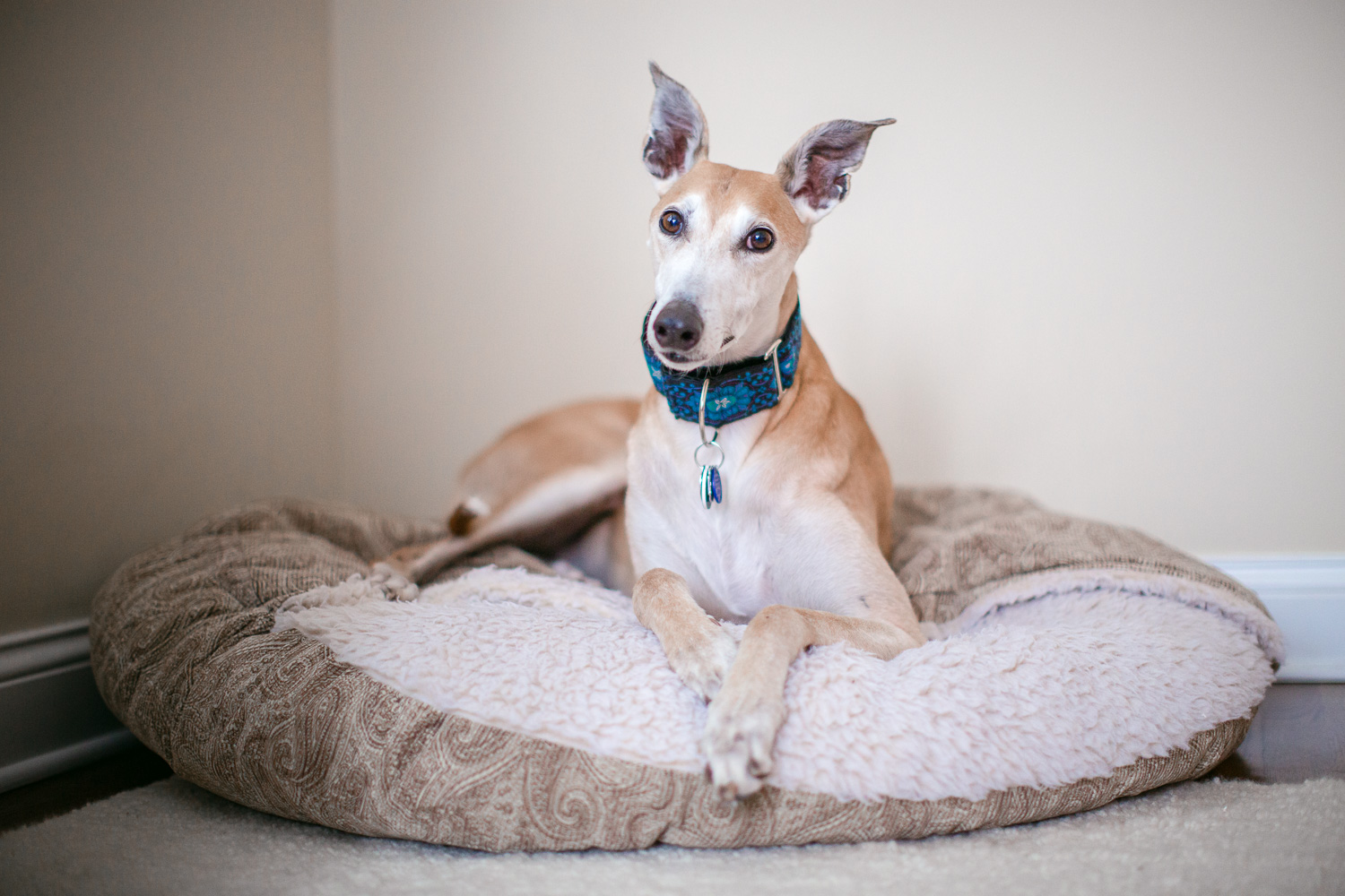 Chicago Dog Photographer