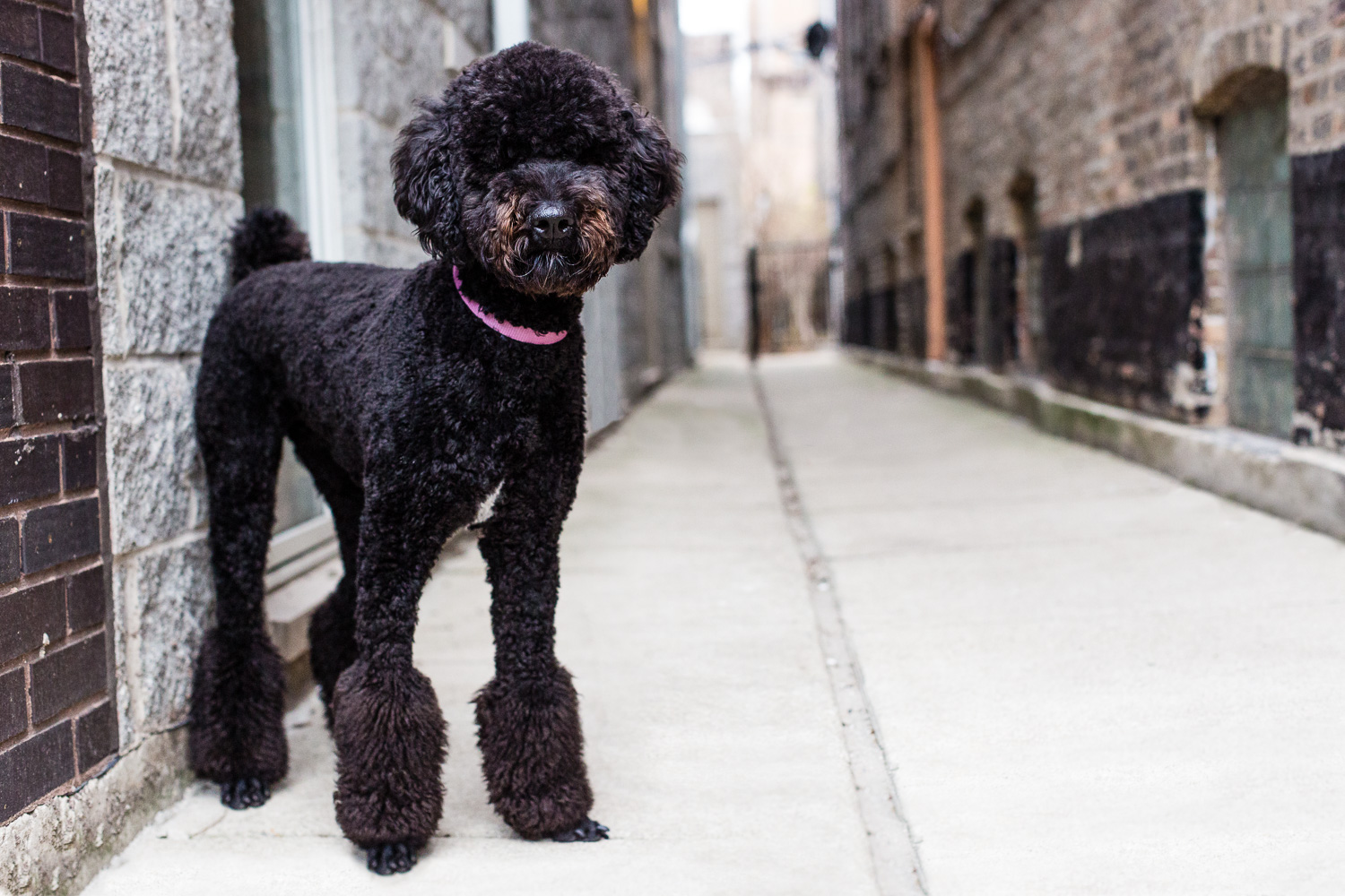 Poodle Chicago Dog Photography