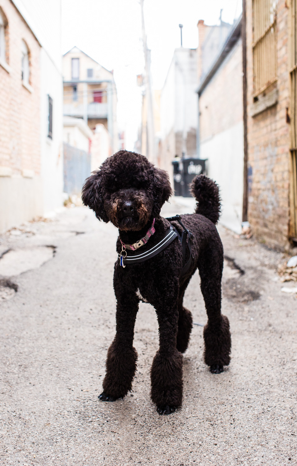 Poodle Chicago Dog Photography