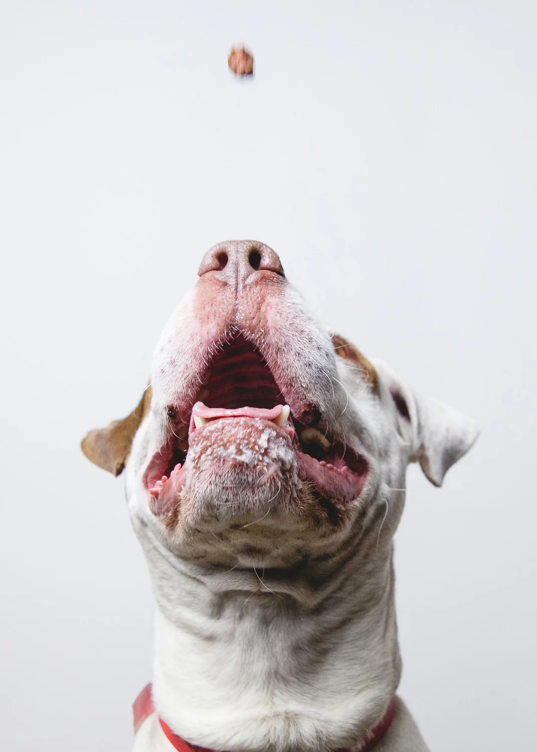 pit-bull-rescue-4.jpg